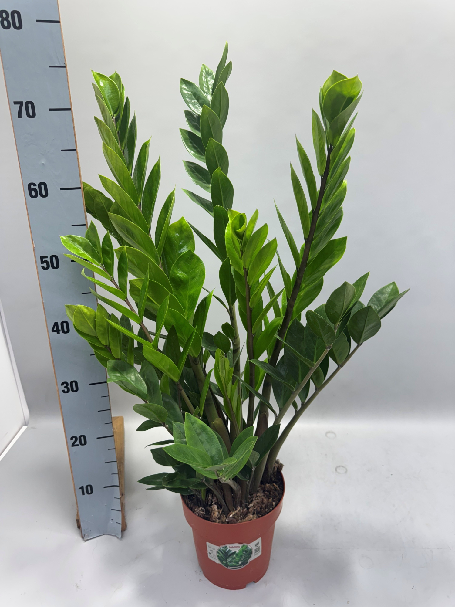 Zamioculcas 75cm 8+ veren, D 17 cm