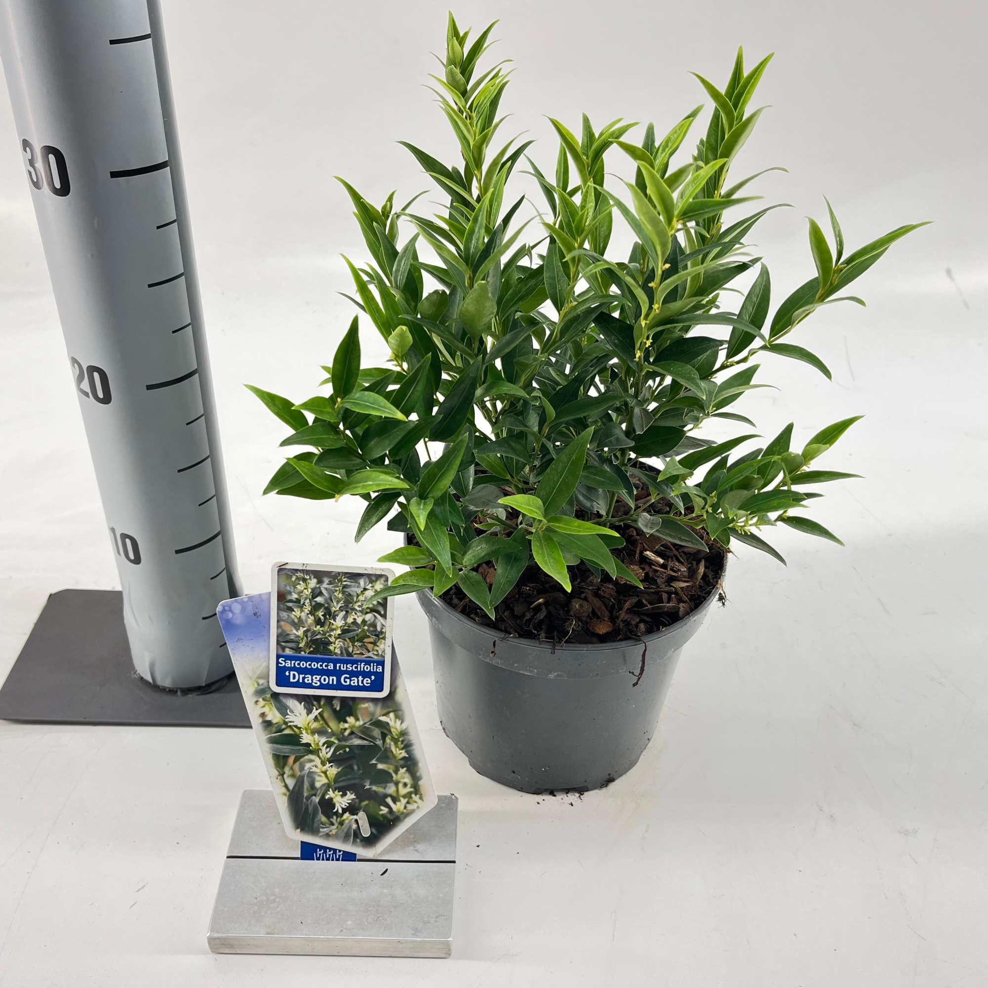Sarcococca ruscifolia 'Dragon Gate', D 17 cm