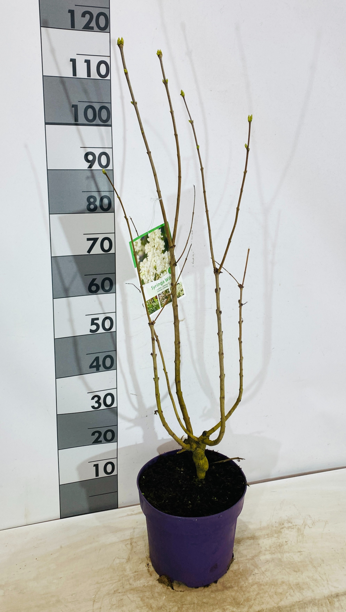 Syringa vulgaris Wit, D 26