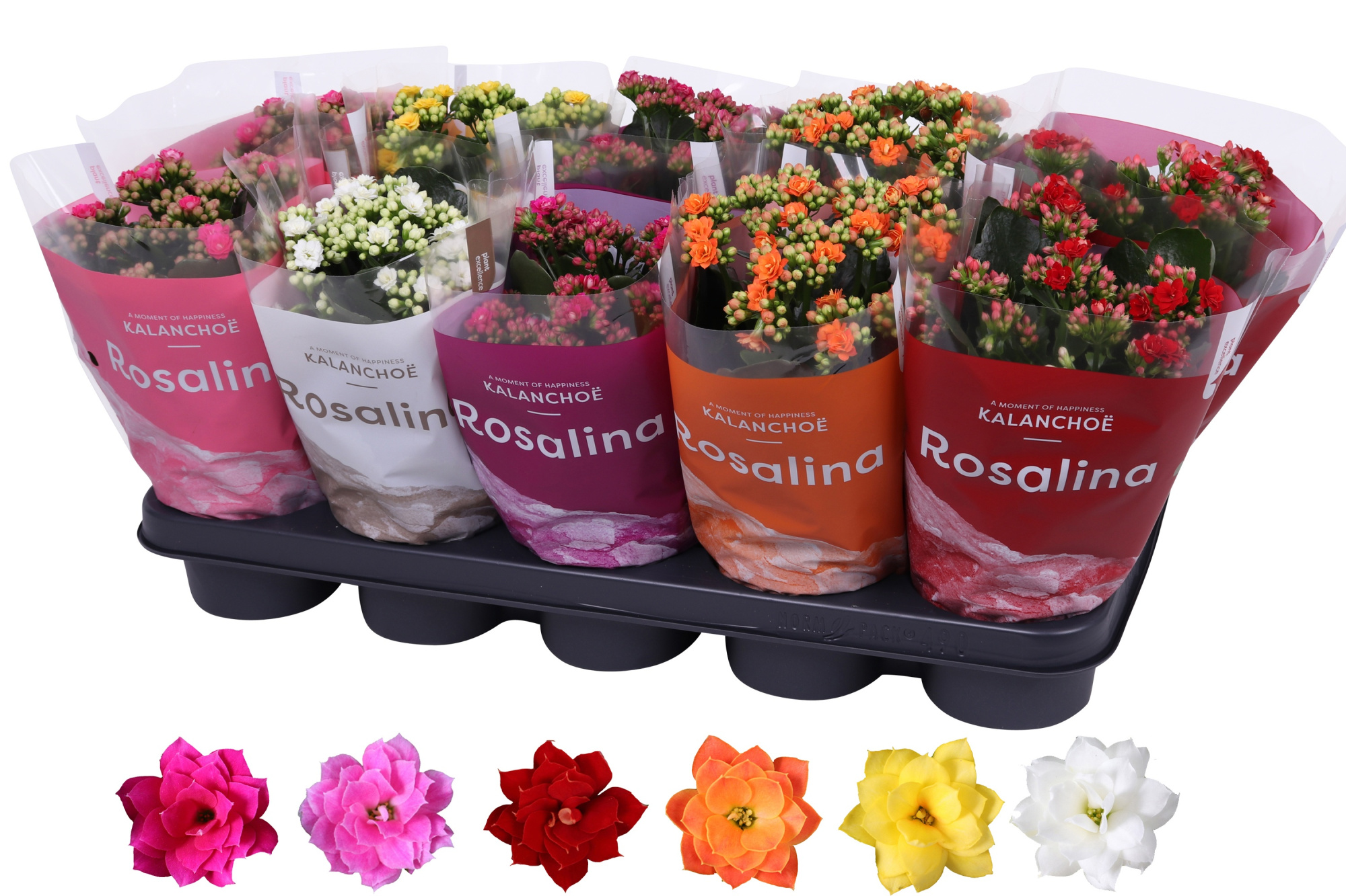 Kalanchoe Rosalina 12cm mix, TST hoes, D 12