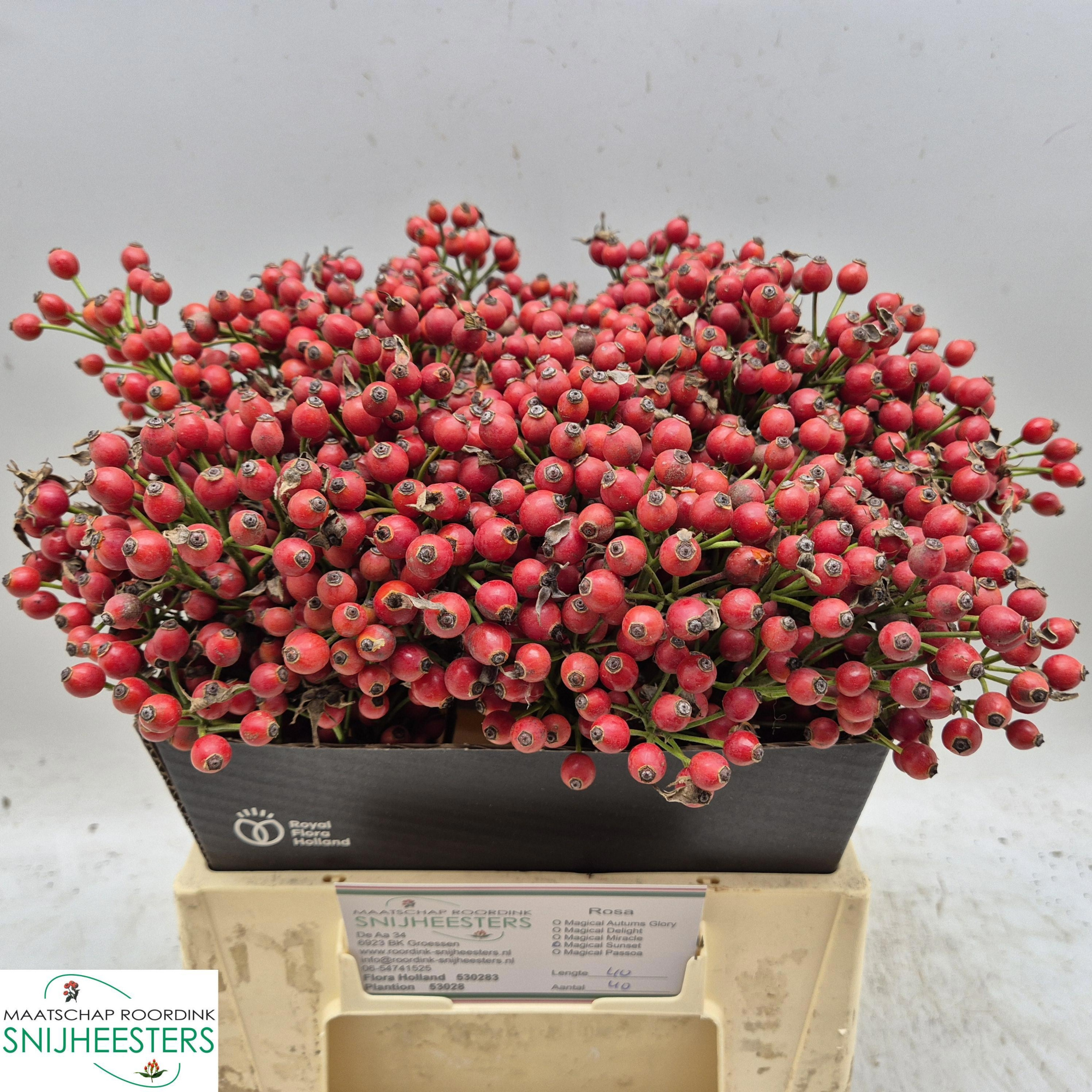 Рузботель Мэджикал Сансет 40, шт.