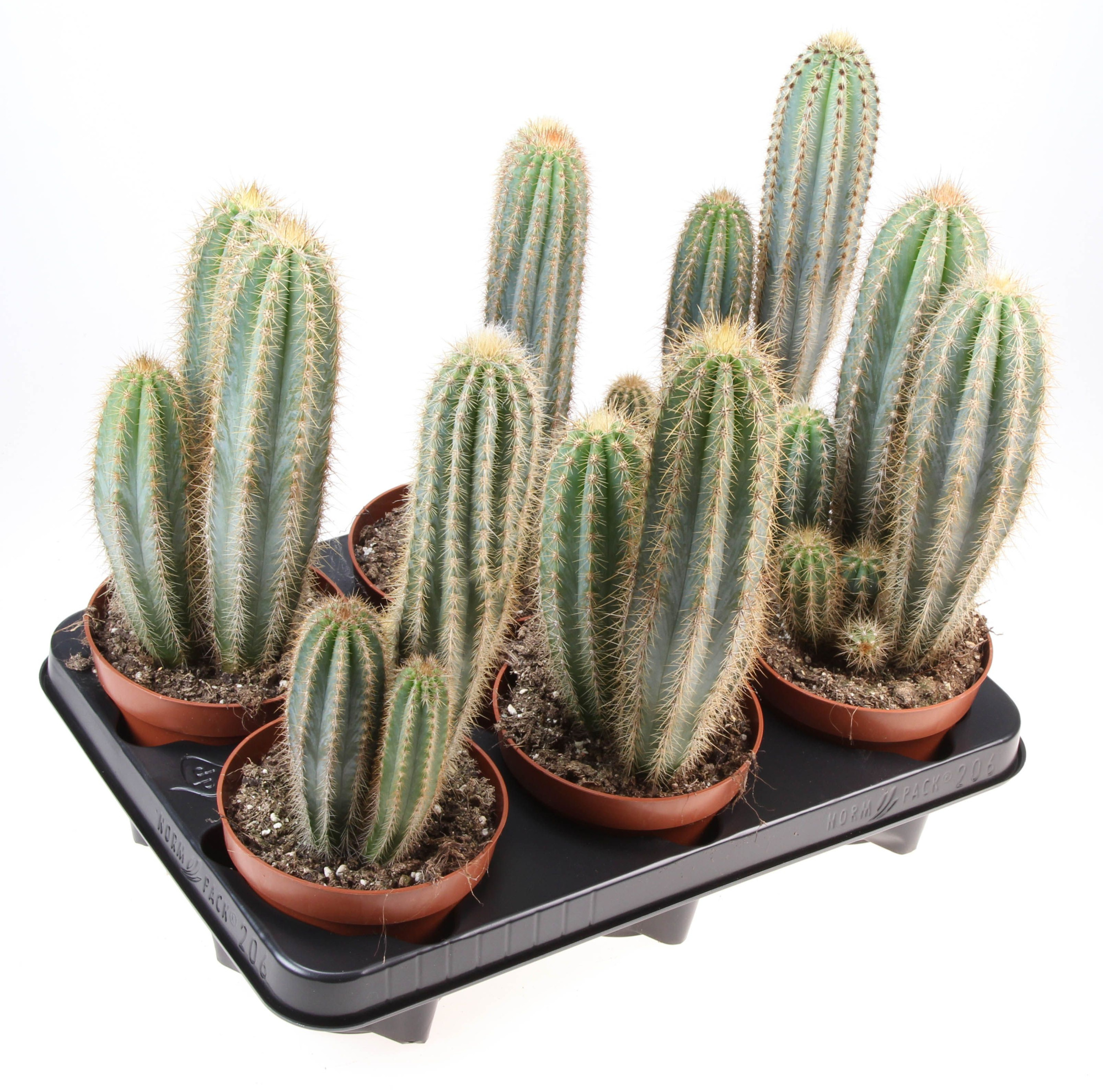 Pilosocereus pachycladus, D 12