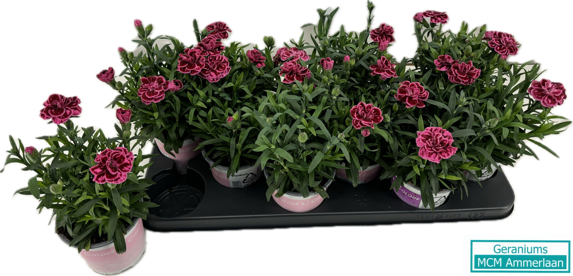 Dianthus Oscar Purple Wings, D 10,5