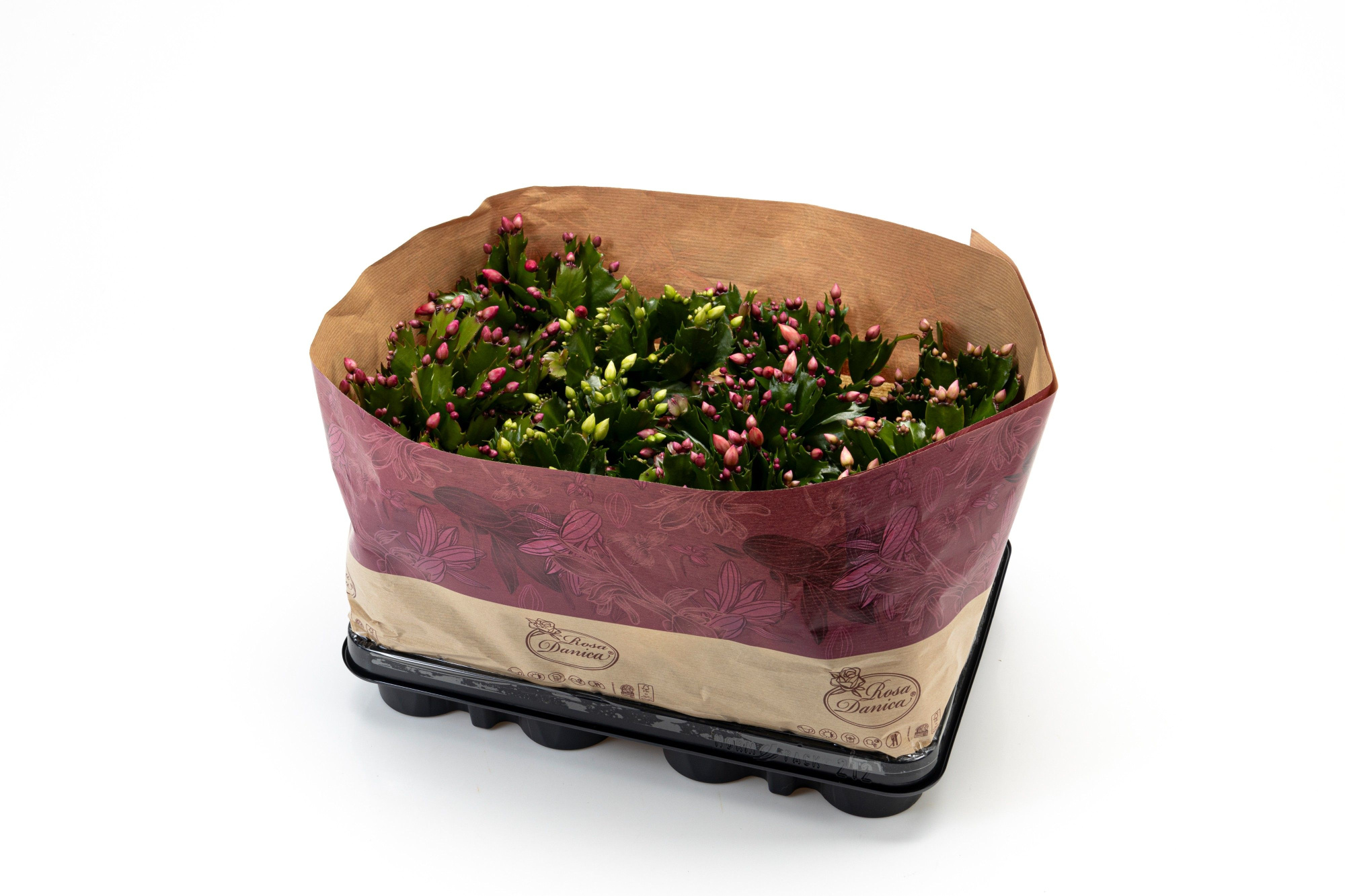 Schlumbergera 'Brazil' 3 kleuren gemengd, D 9 cm