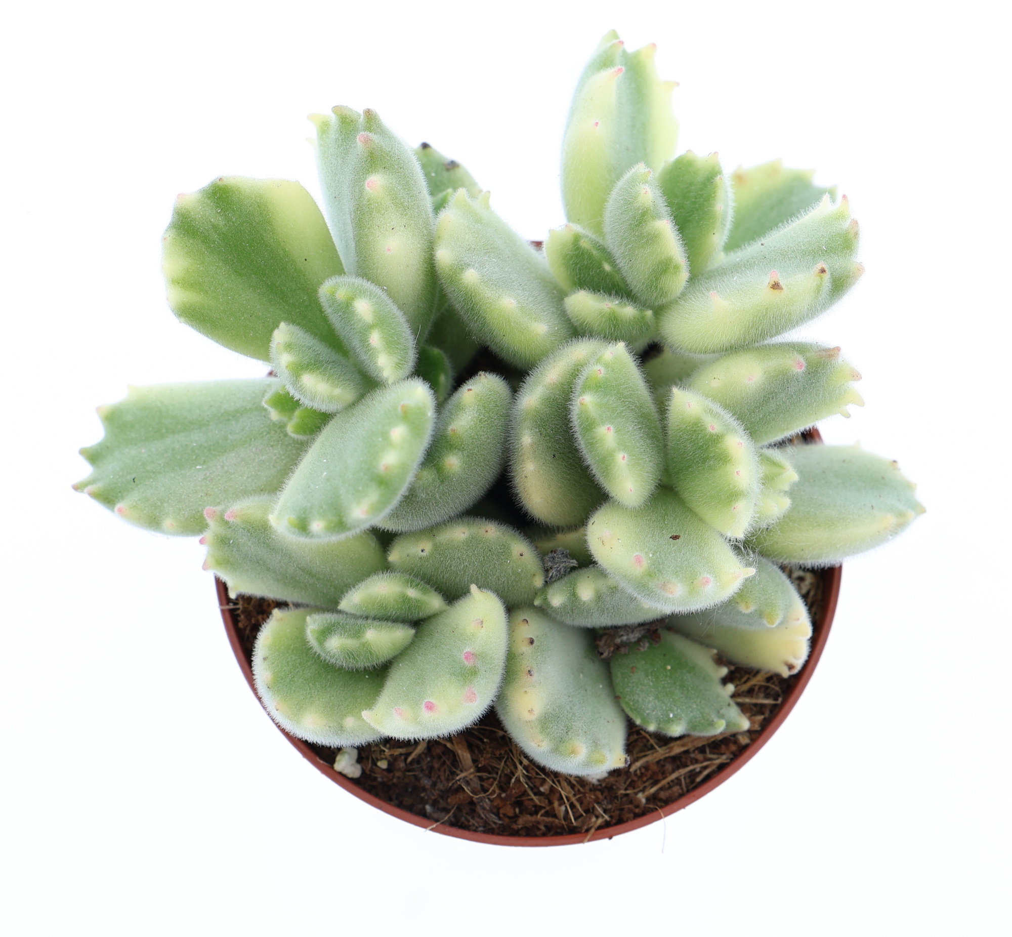 Cotyledon Ladysmithiensis variegata, D 8,5