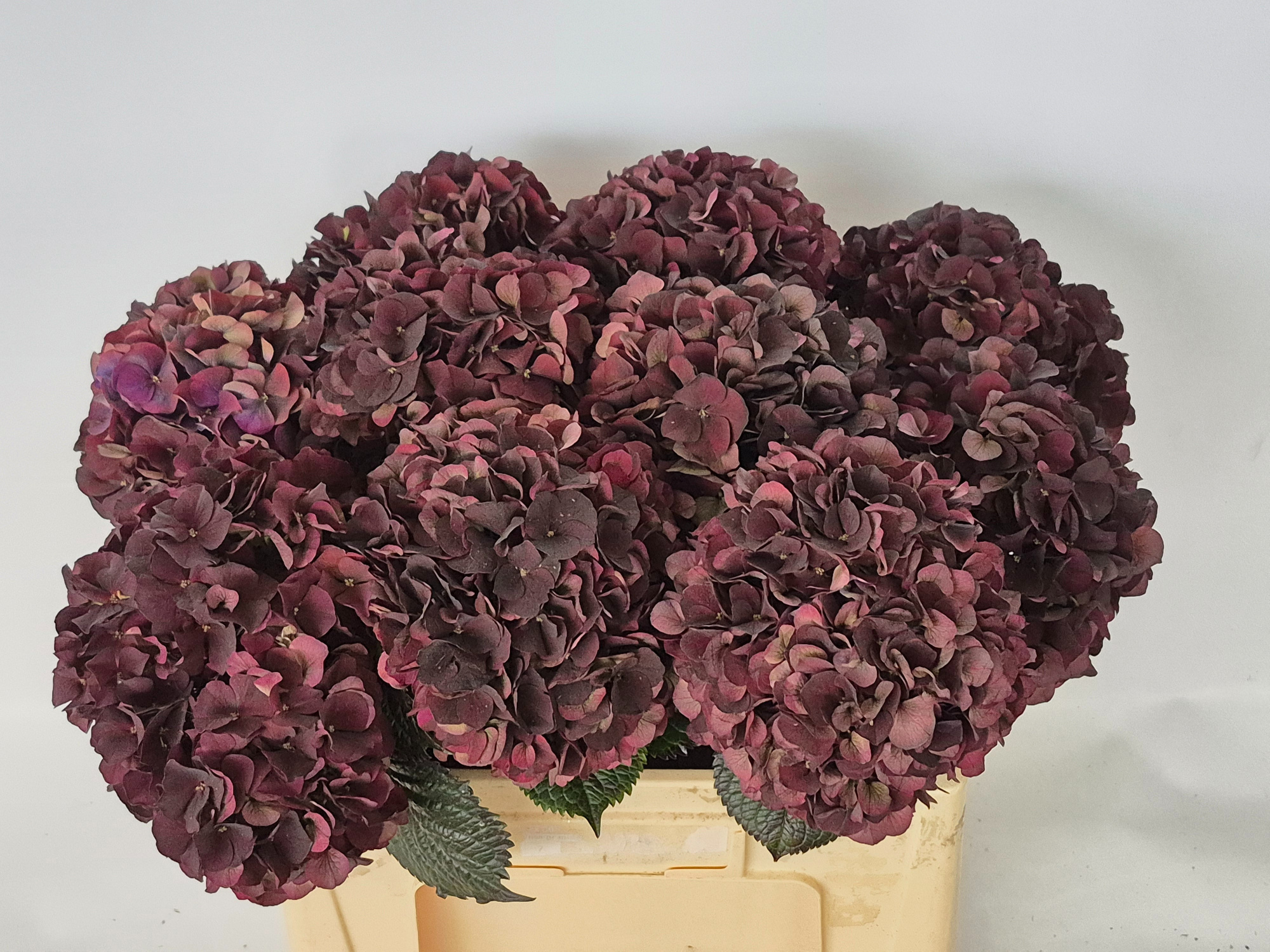 Гортензия Мэджикал Дарк Руби Классик 55, шт.