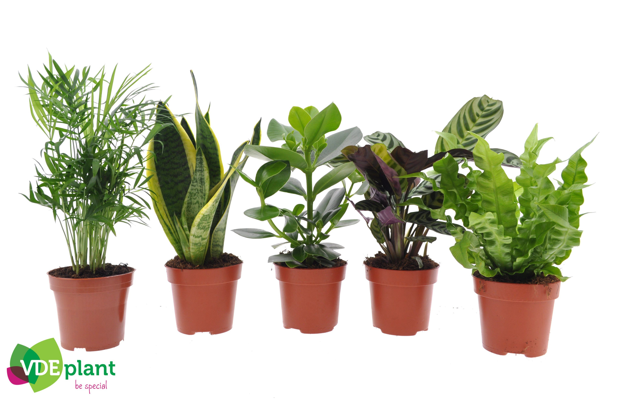 Easy Care mix, D 12 cm