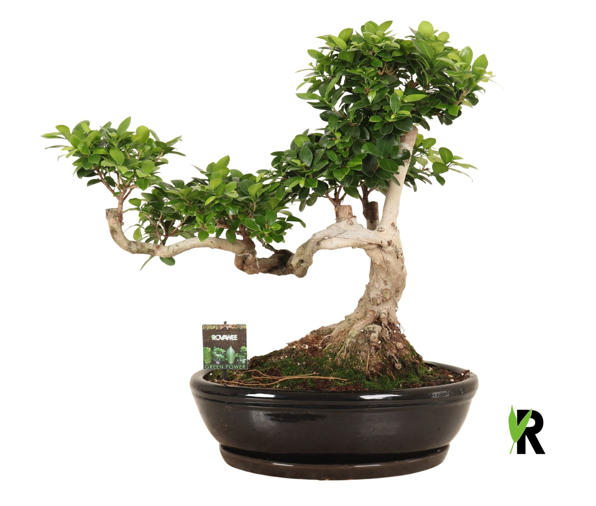 Ficus micr. Snake type in keramiek ovaal schaal + schotel zwart, D 45 cm