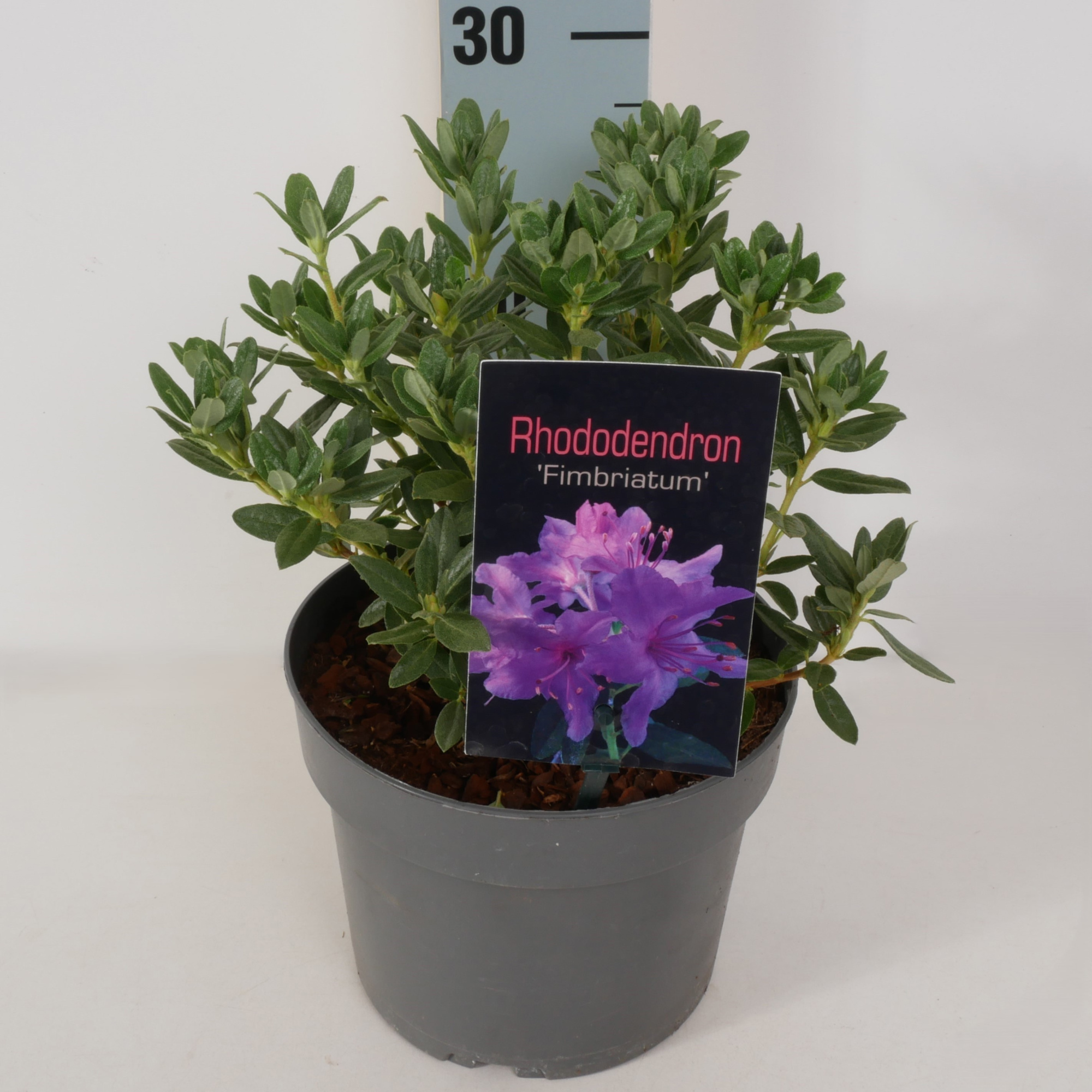 Rhododendron 'Fimbriatum' P17, D 17