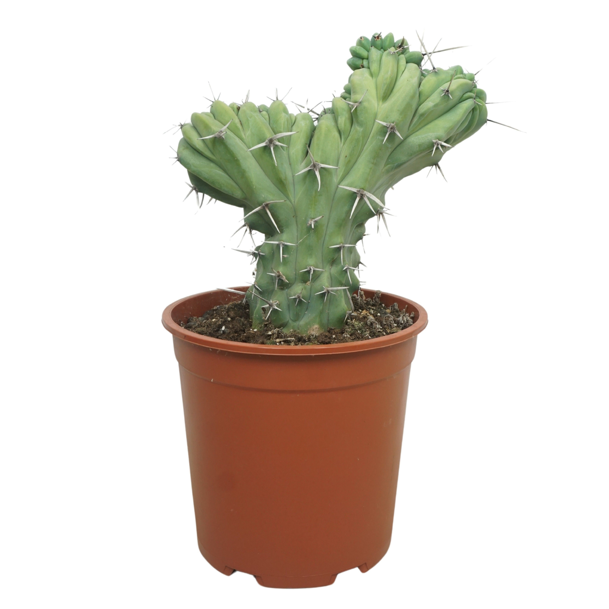 Myrtillocactus geometrizans cristaat 27 cm, D 27