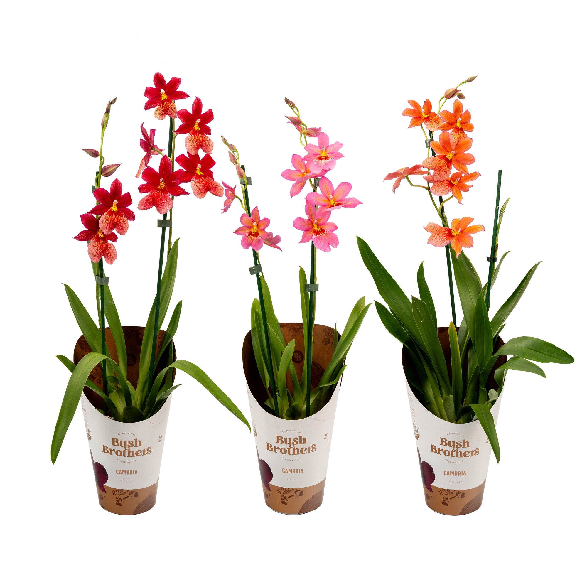 Cambria Nelly 2 tak mix 12 cm, D 12 cm