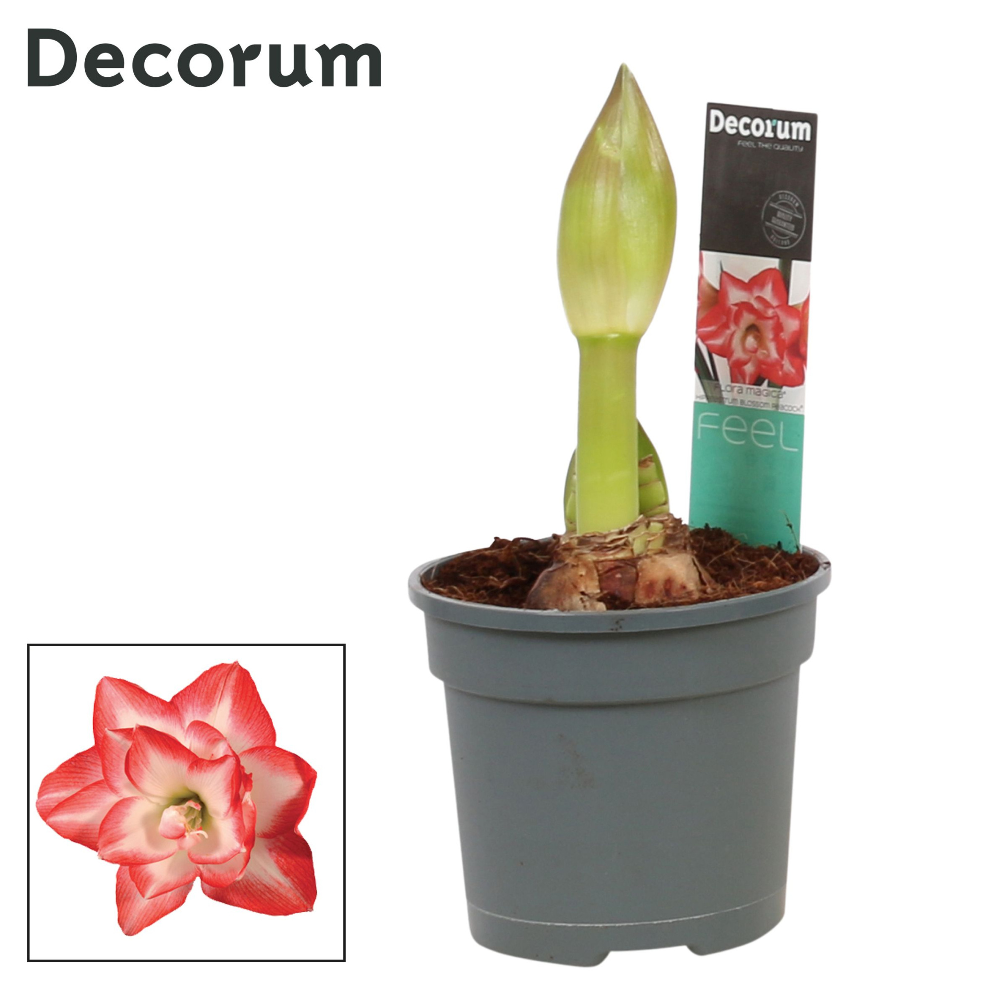 Amaryllis Blossom Peacock 2 Knop (Decorum), D 13 cm