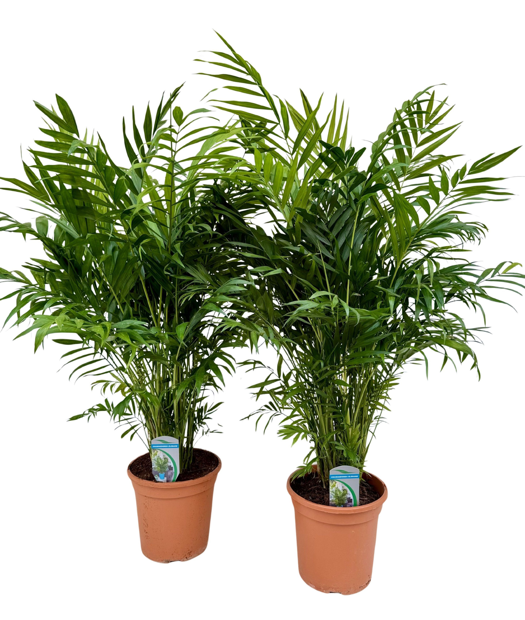 Chamaedorea elegans P20, D 20 cm