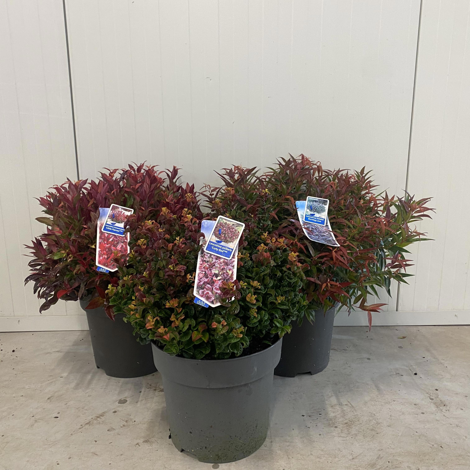 Leucothoë mix (minimum order one layer), D 32 cm