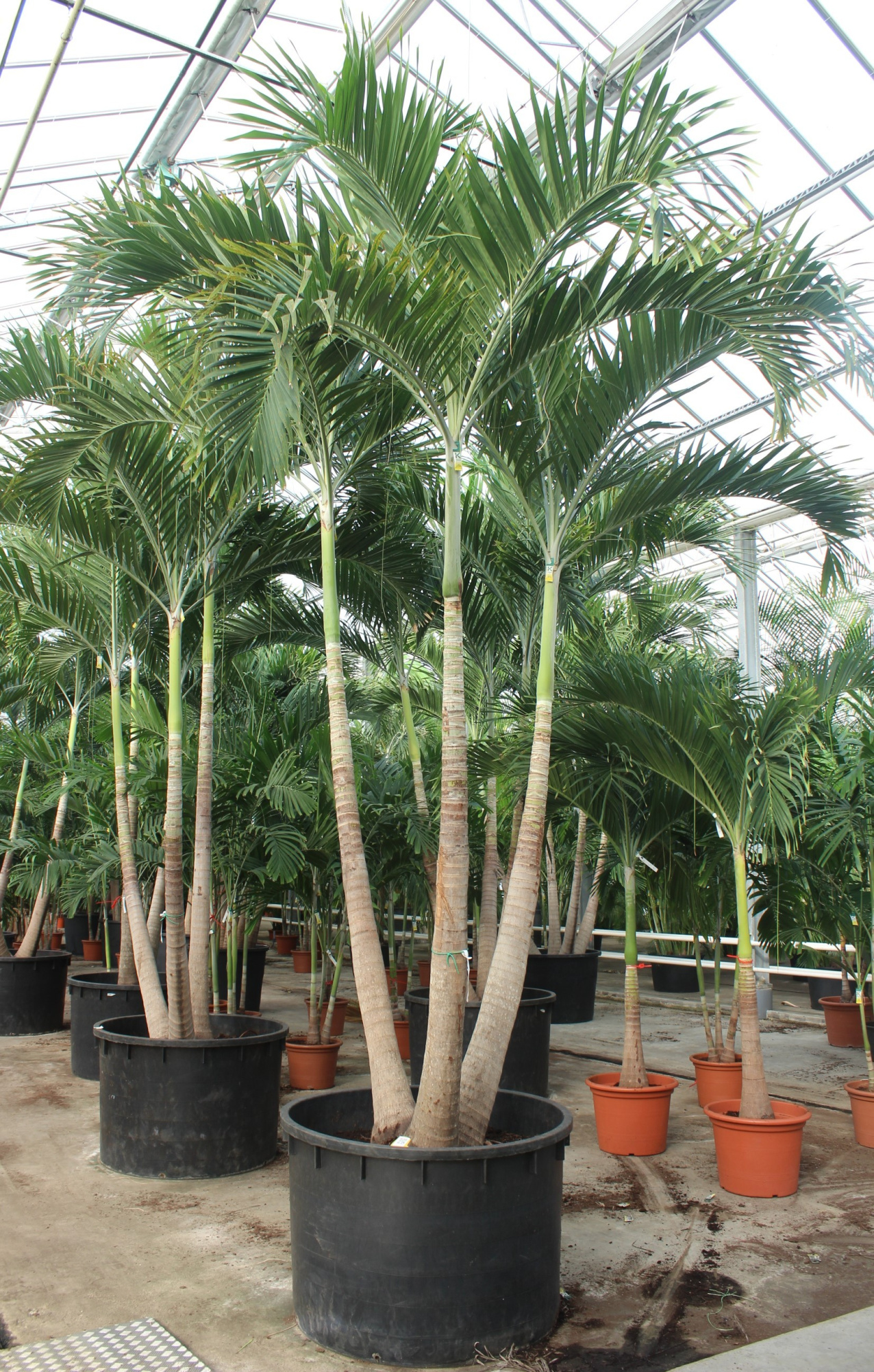 Veitchia merrillii 3pp, D 120 cm