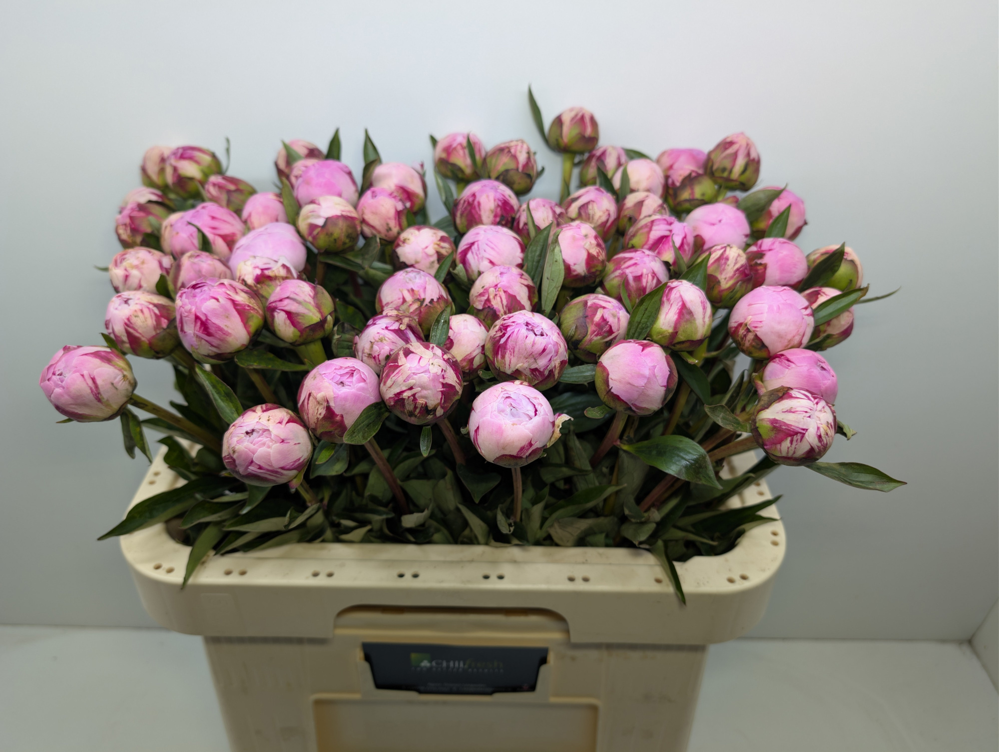 Пион Сара Бернар 60 (роз.), шт.