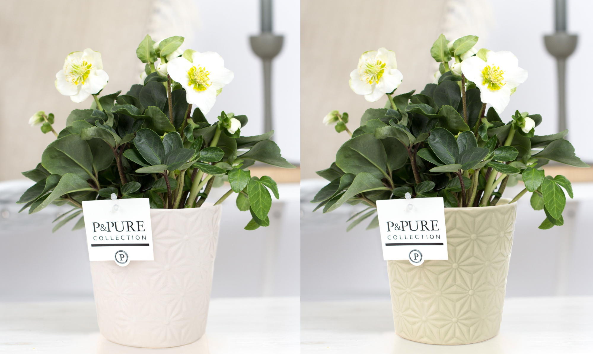 Helleborus n. Christmas Carol in Pure Juliette 2 ass. keramiek, D 12 cm