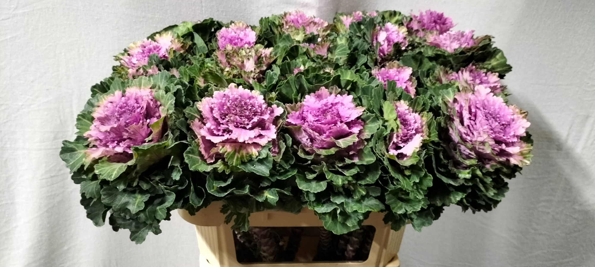 Брассика Эмпае Ксения 70, шт.