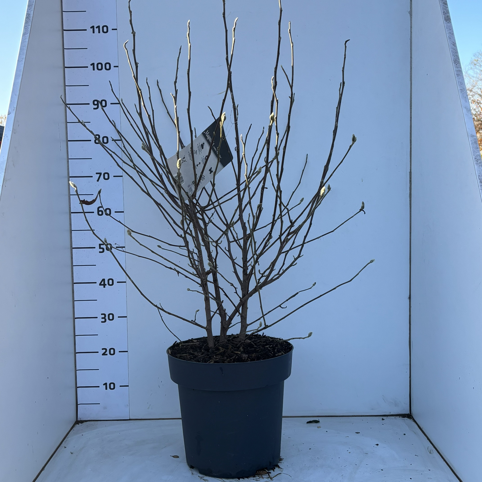 MagnoliaStellata, D 31