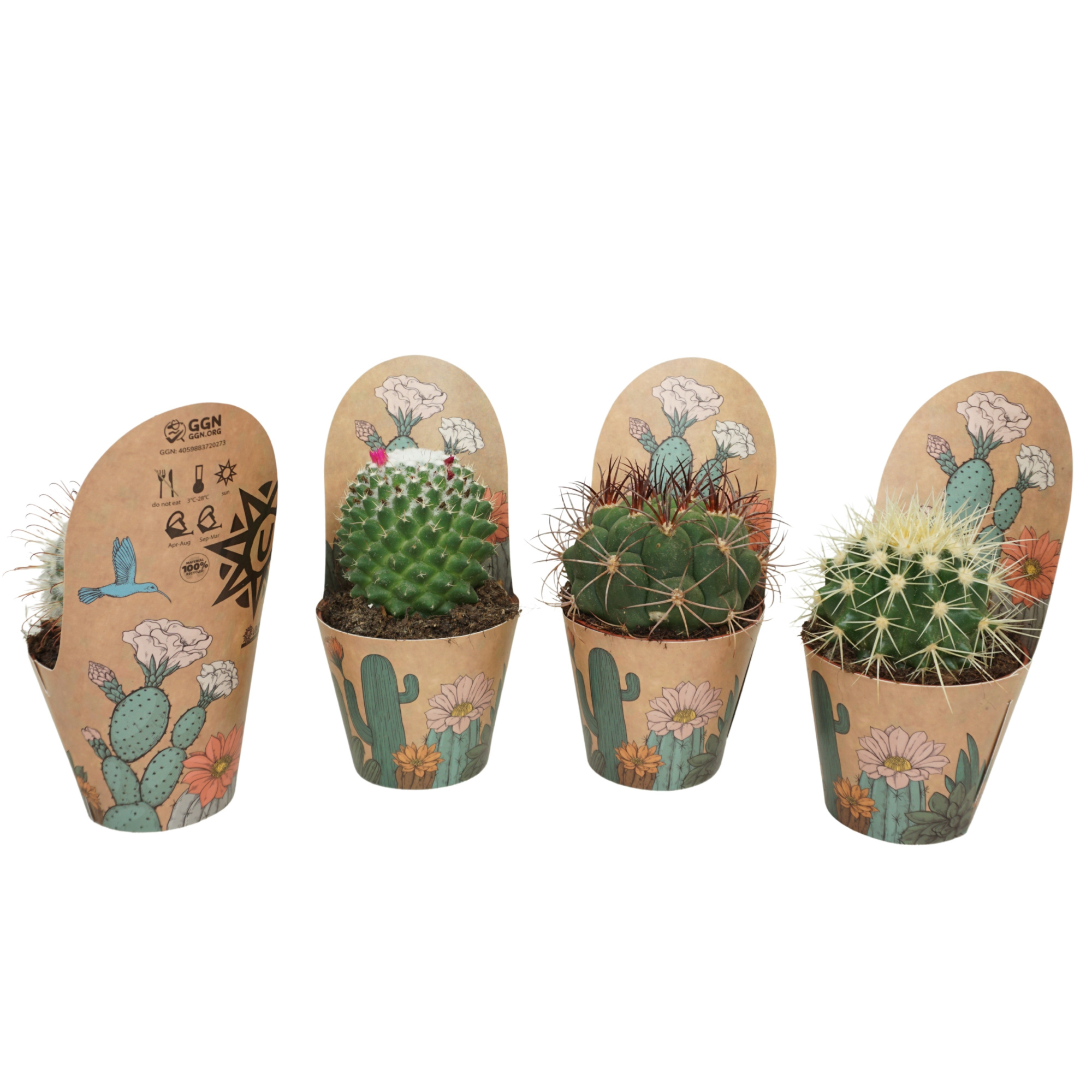 Bolcactus mix 8,5 cm in Ubink potcover, D 8,5