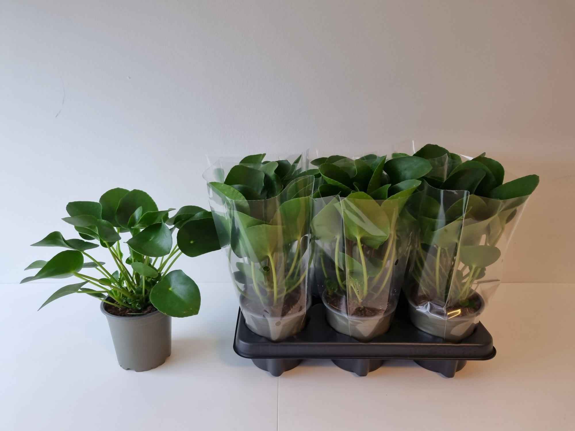 PILEA PEPEROMIOIDES, D 13