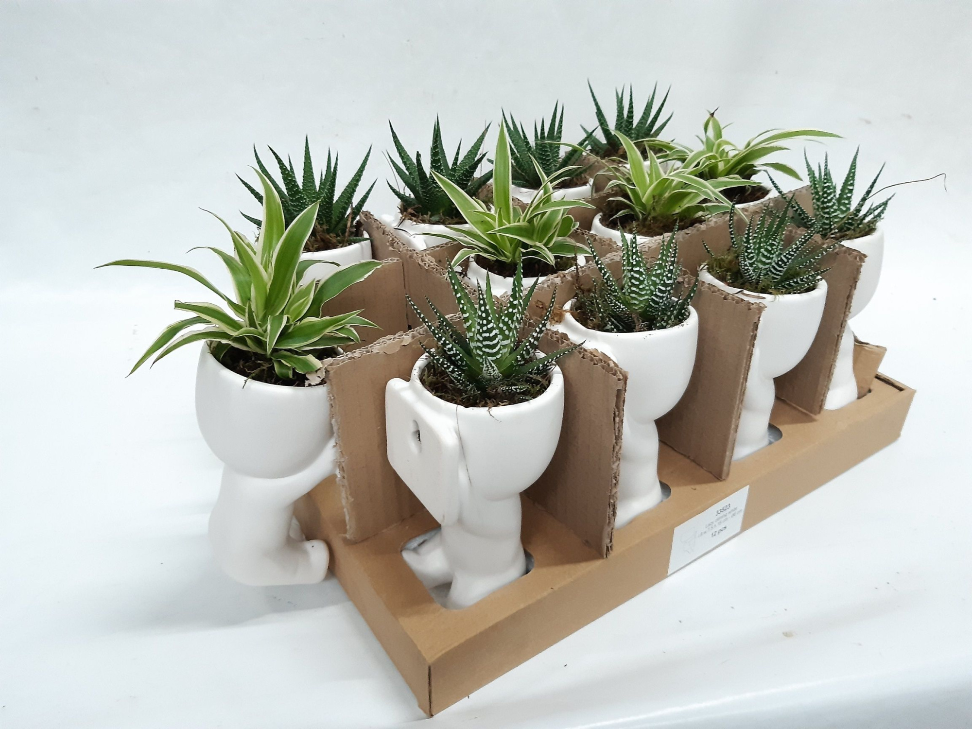 CLC15MIX Climbing Chillings H15 Chlorophytum, Haworthia mix, D 6