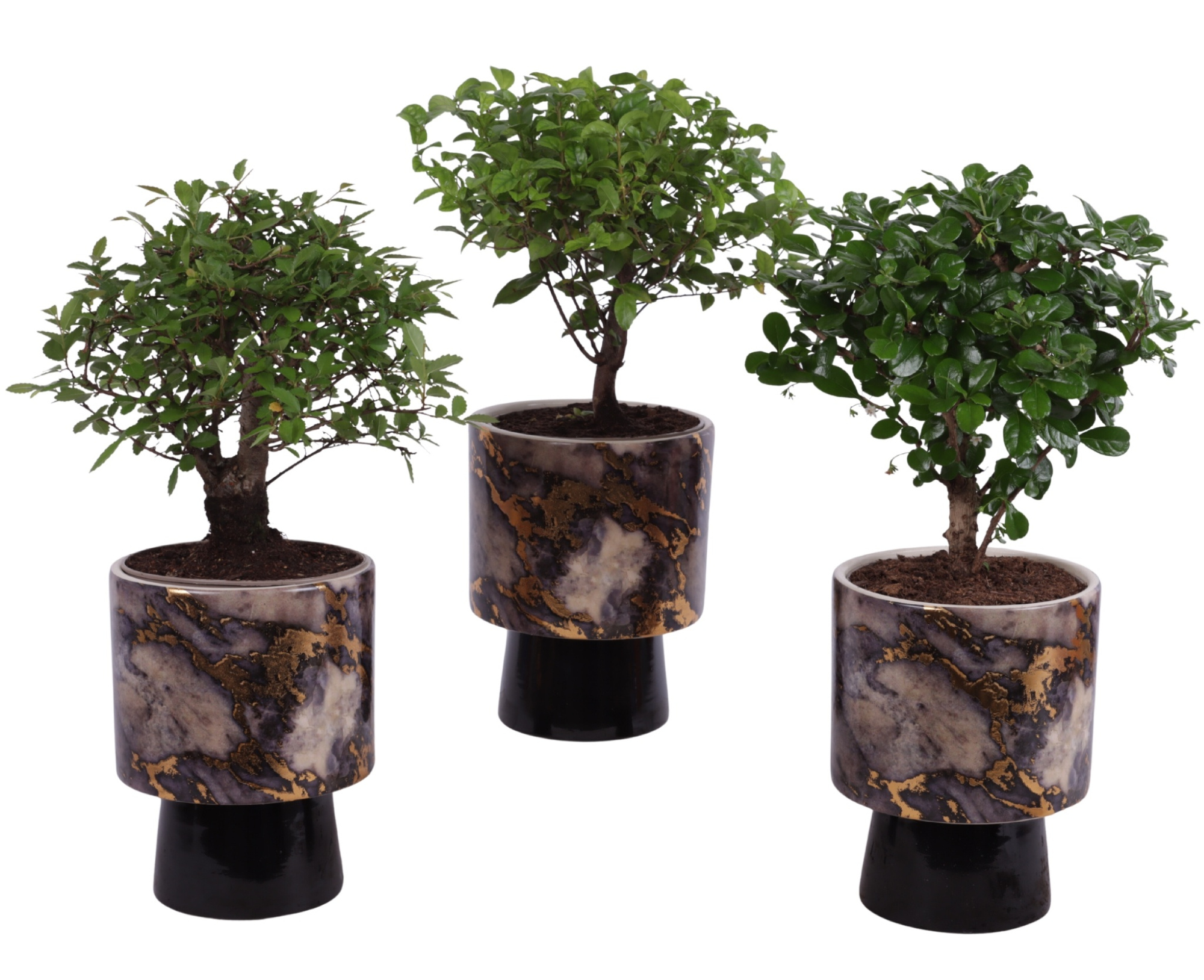 Bonsai Indoor Mix Ø12cm Ball Shape in Ø14cm Ceramic PL672, D 14