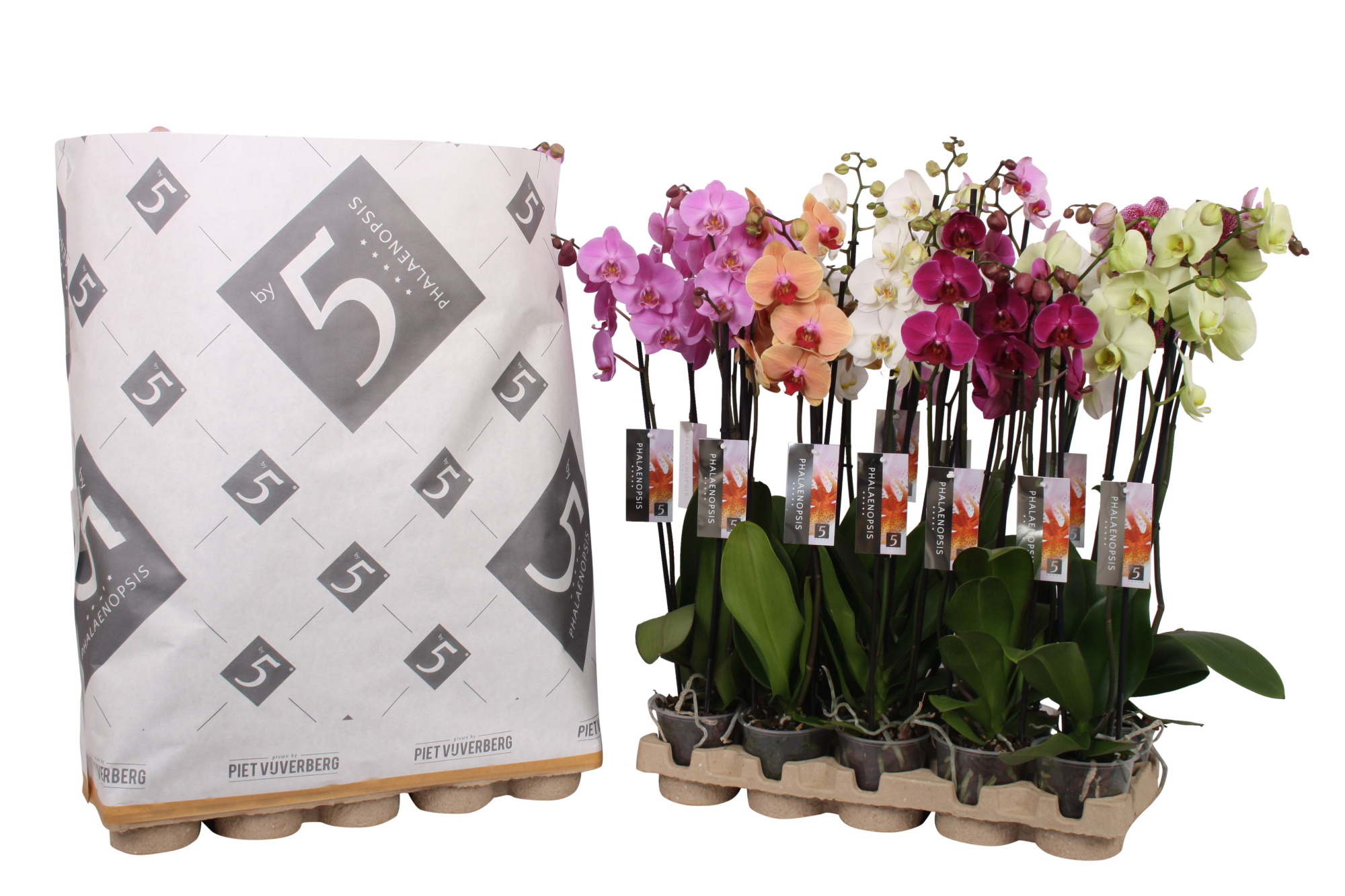Phalaenopsis 3-spike 22+ mix in pulp tray, D 12 cm