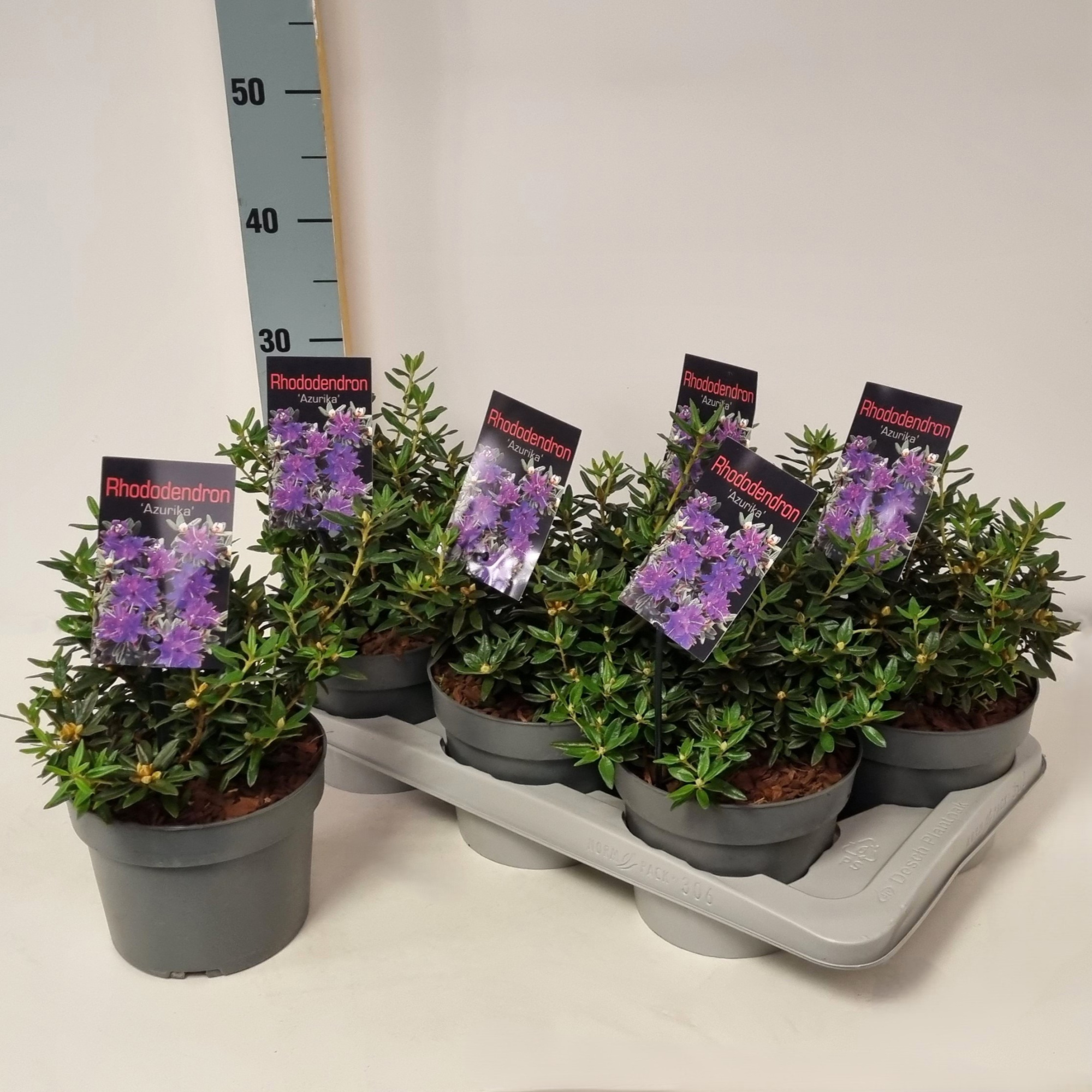 Rhododendron 'Azurika' P17, D 17 cm
