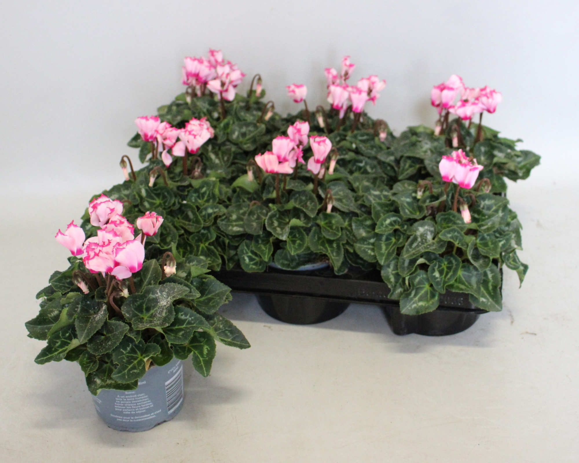 Cyclamen Super Serie 10,5 cm Victoria Light Pink, D 10,5 cm