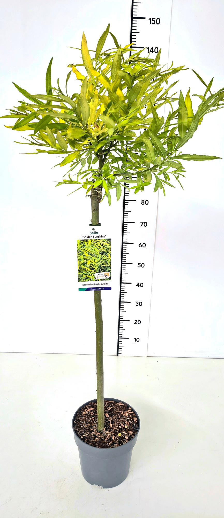 Salix sach. 'Golden Sunshine' ® 80CMSTC5, D 23 cm