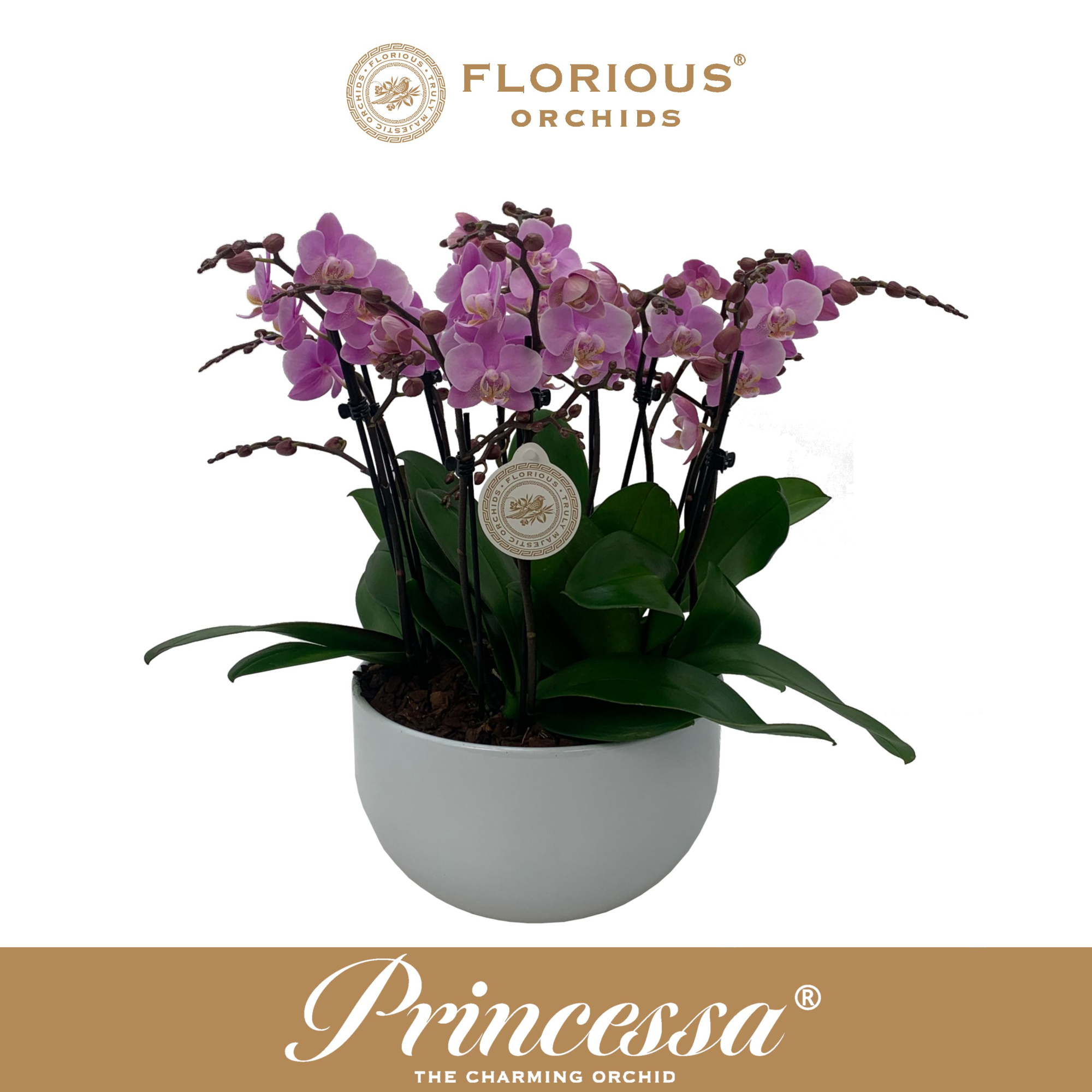 No25 Bowl 10 Tak Rose, D 25 cm