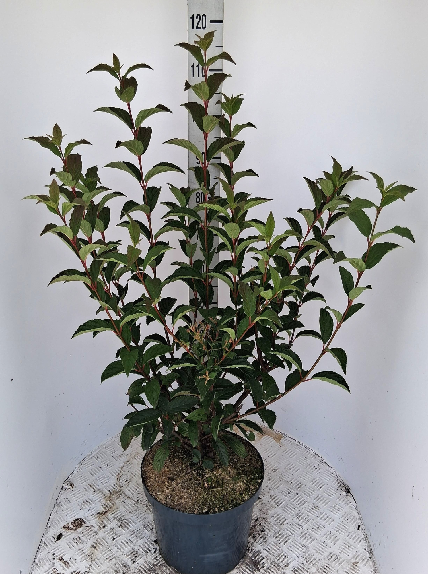 Viburnum bod. 'Charles Lamont', D 29 cm