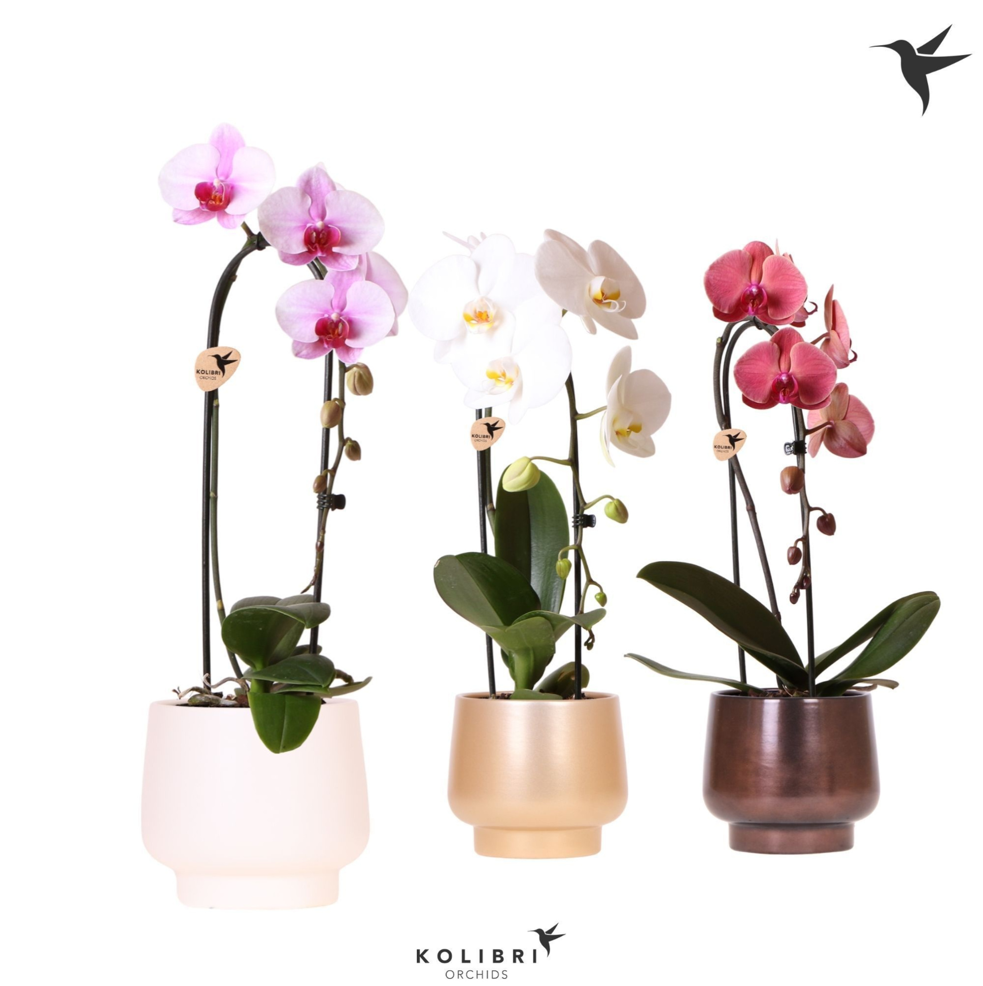 Kolibri Orchids Cascade Niagara Fall mix 1 spike in Scandic pot gold mix, D 12 cm