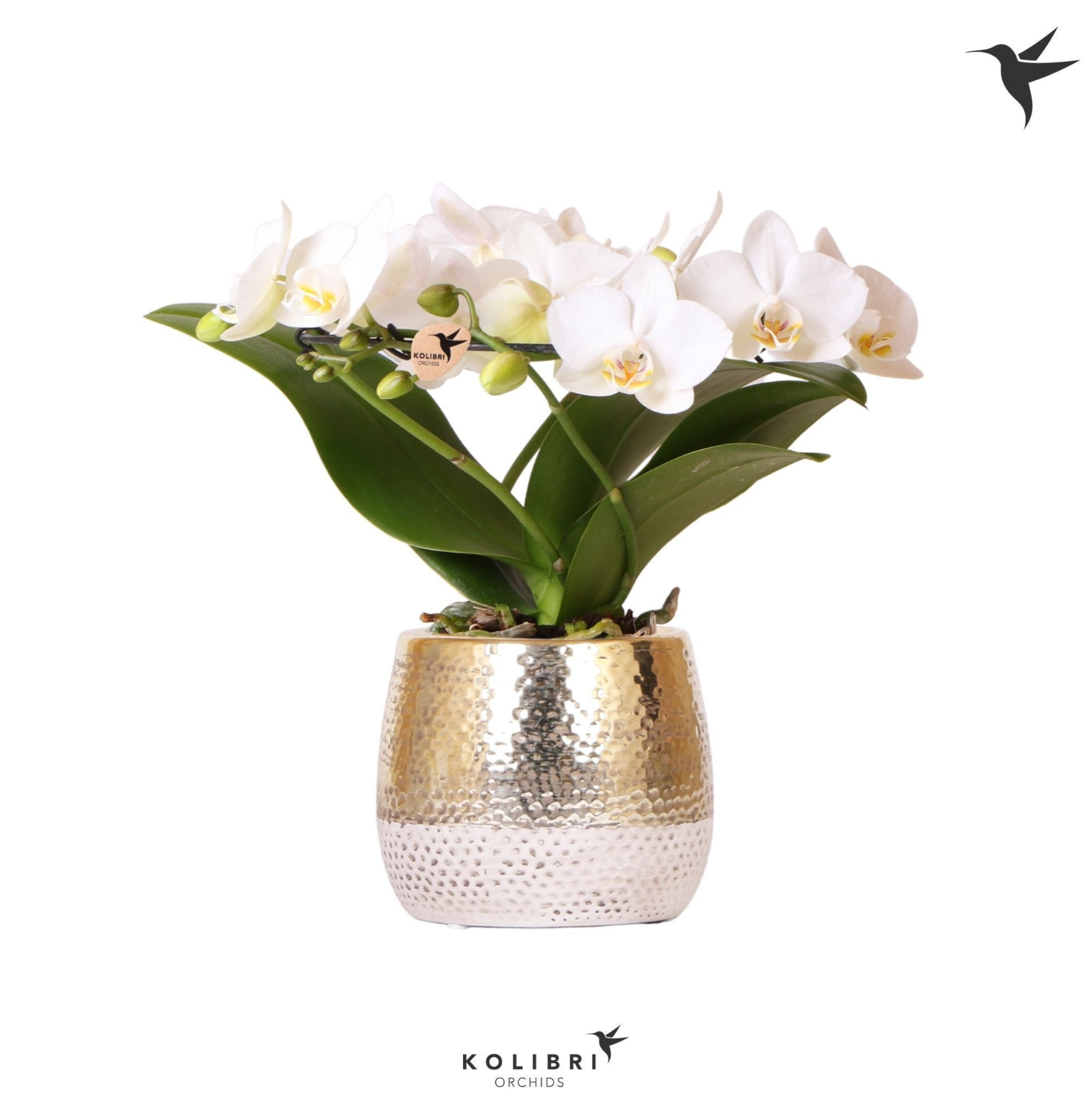 Kolibri Orchids Phalaenopsis Halo white in Elite pot gold, D 9 cm