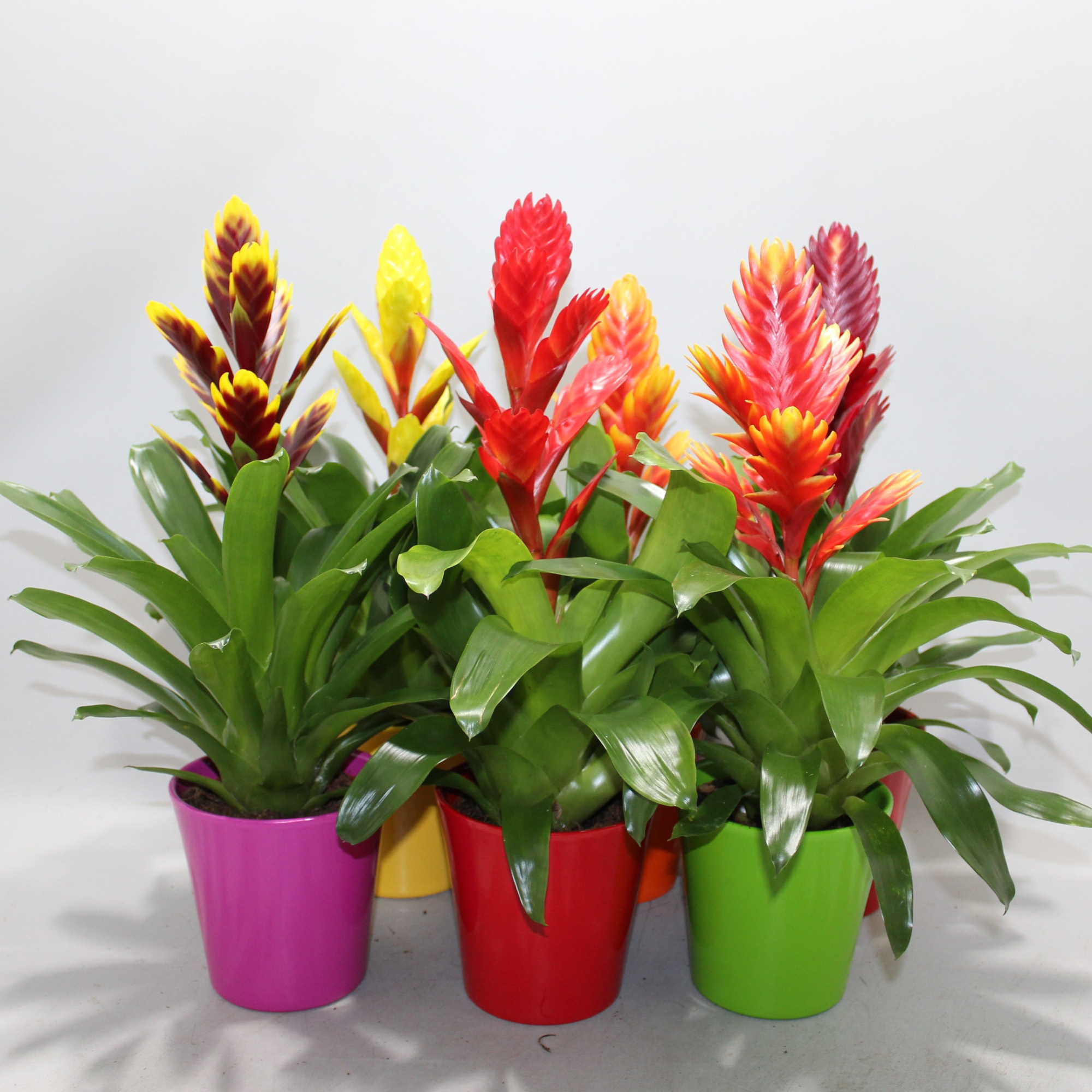 Vriesea Sensation Coco Gemengd, D 12