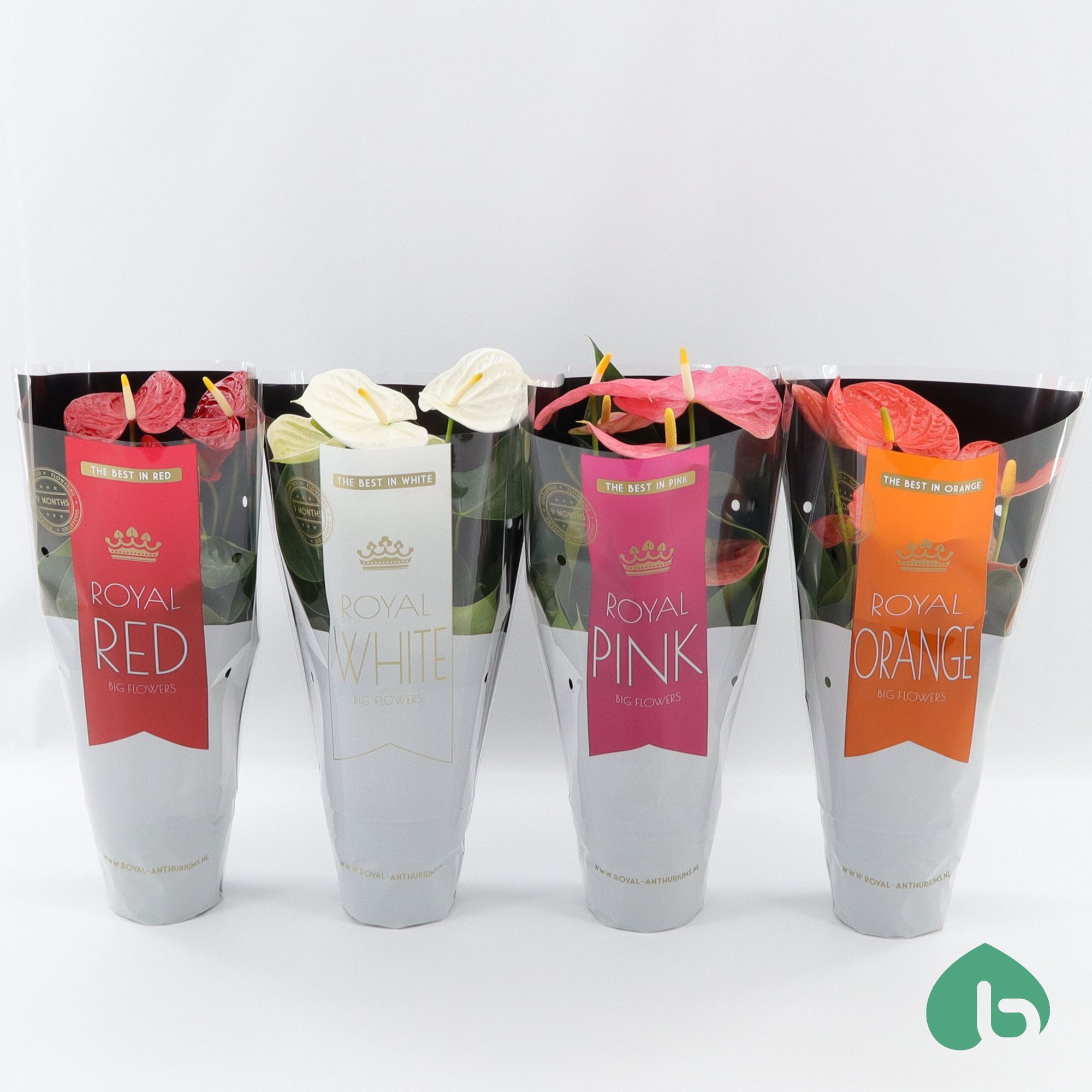 Anthurium Royal Mix ''Big Flowers'' 3/4 Colors, D 14 cm