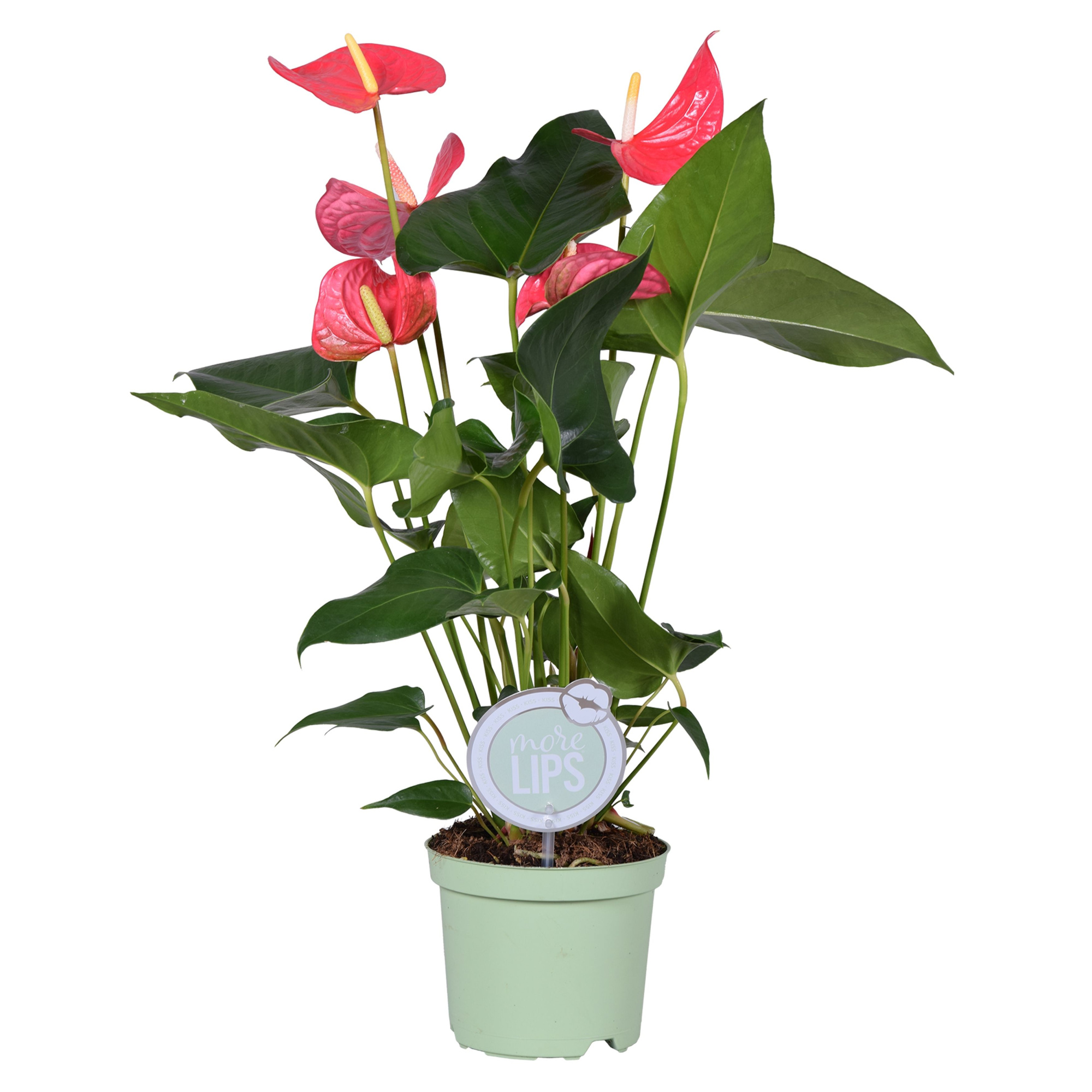 MoreLIPS® Anthurium Maine, D 14 cm