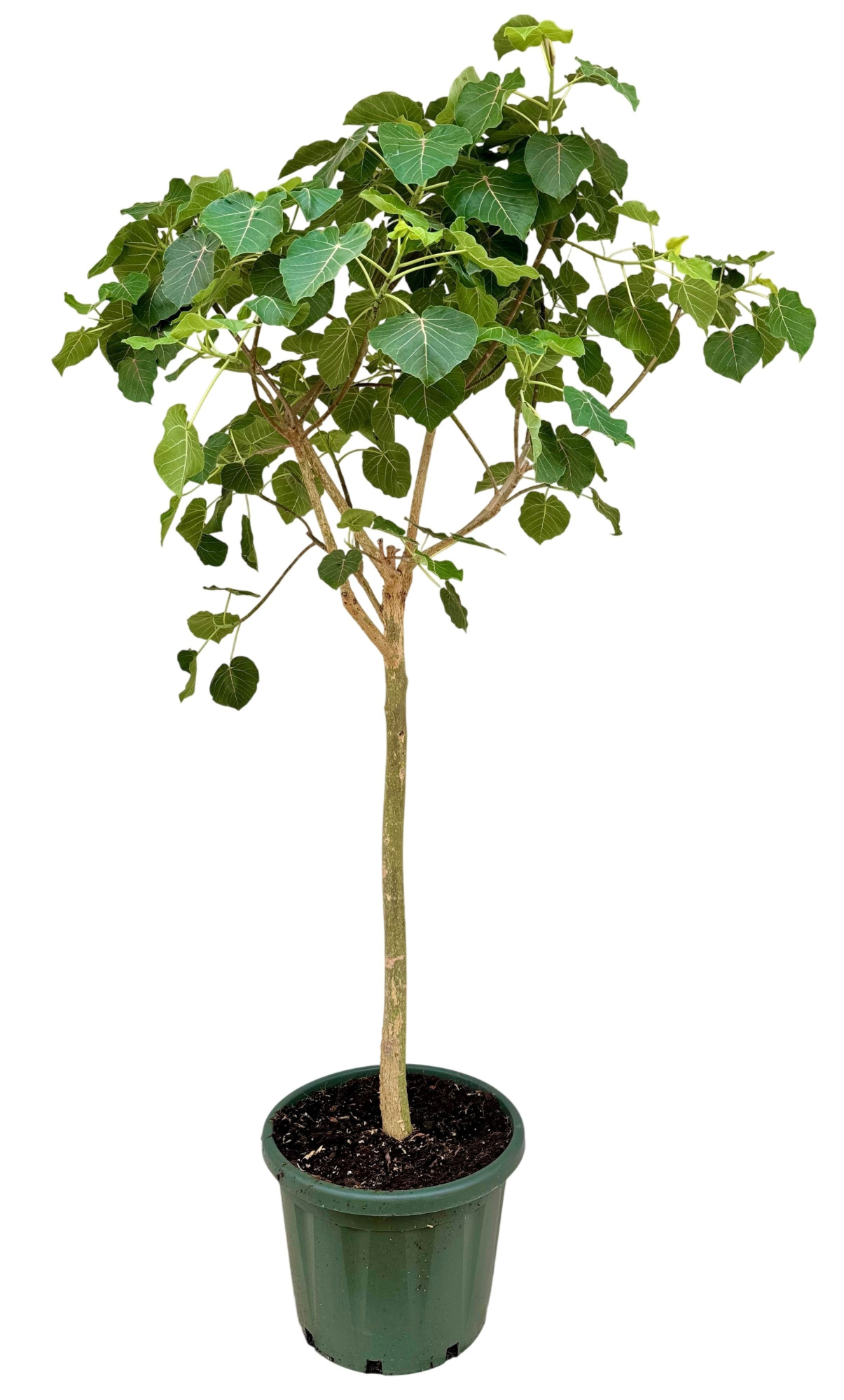 Ficus petiolaris P49, D 49 cm