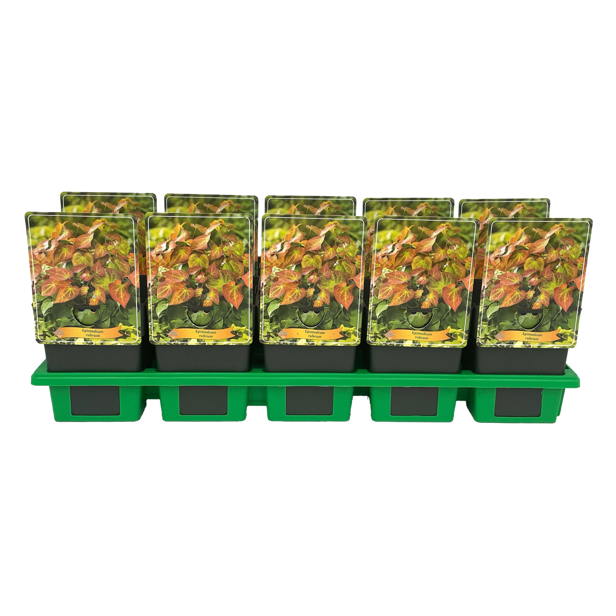 Epimedium rubrum P11, D 11 cm