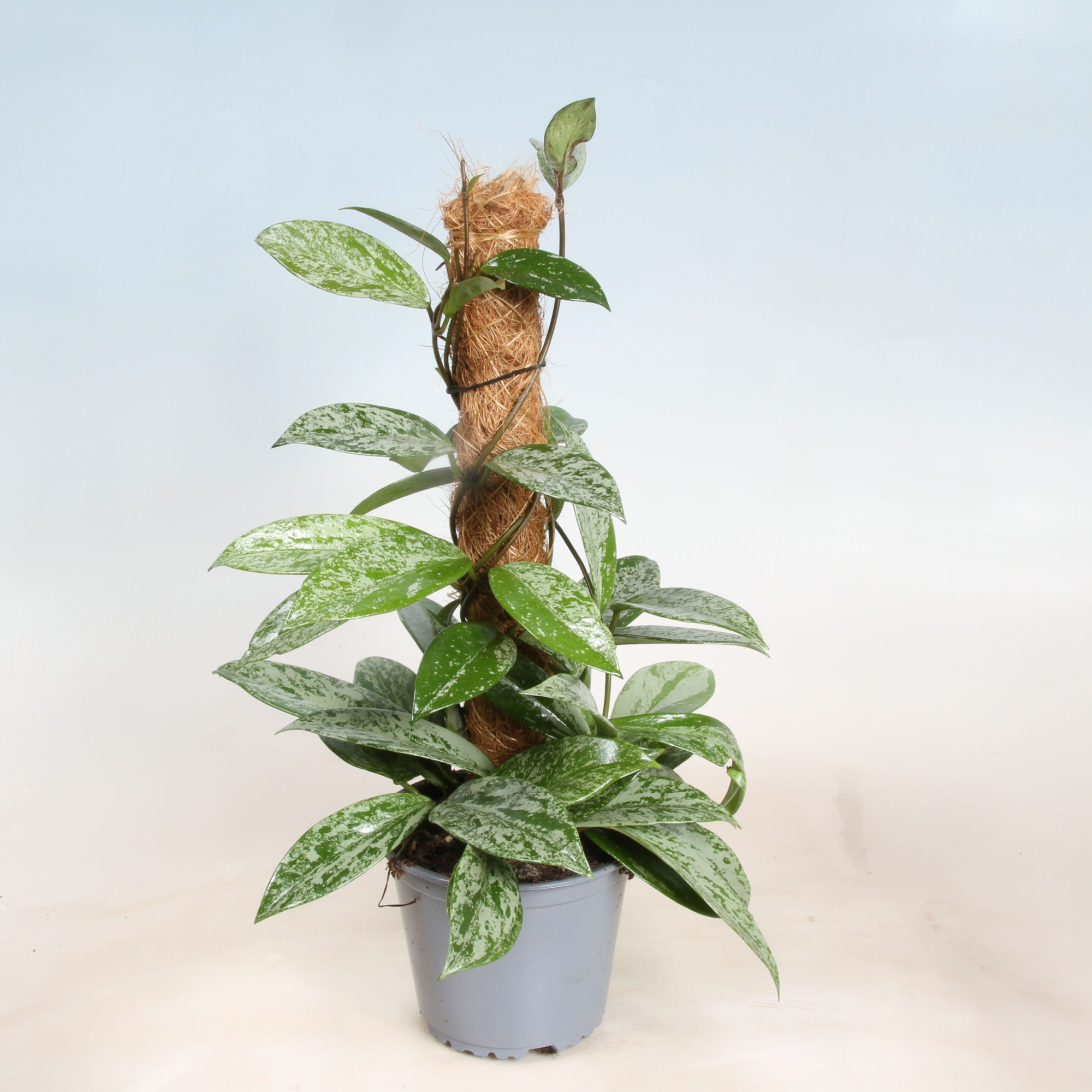 Hoya Carnosa Silverspot Mosstok 14 cm, D 14 cm