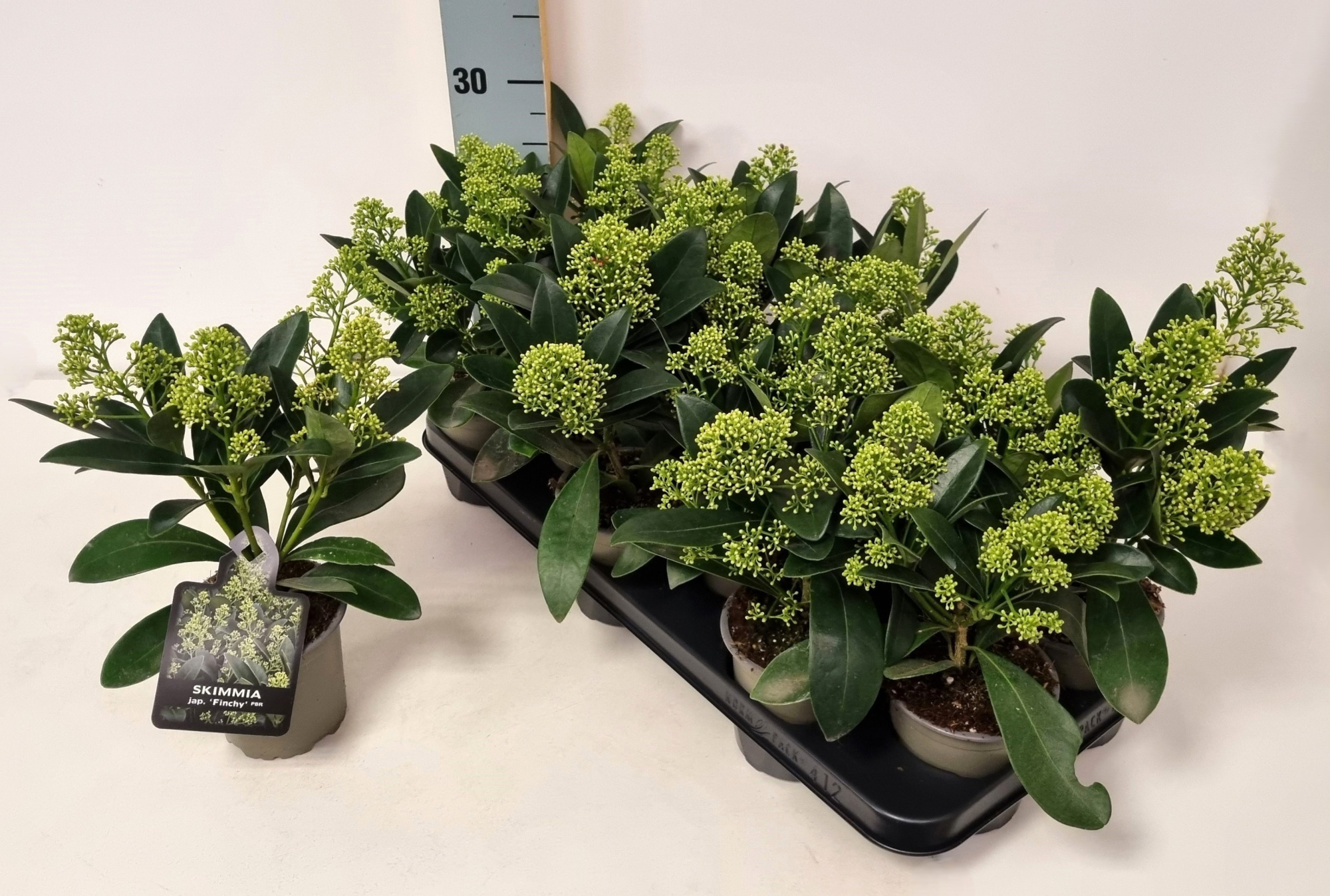 Skimmia jap. 'Finchy' P10.5, D 10 cm