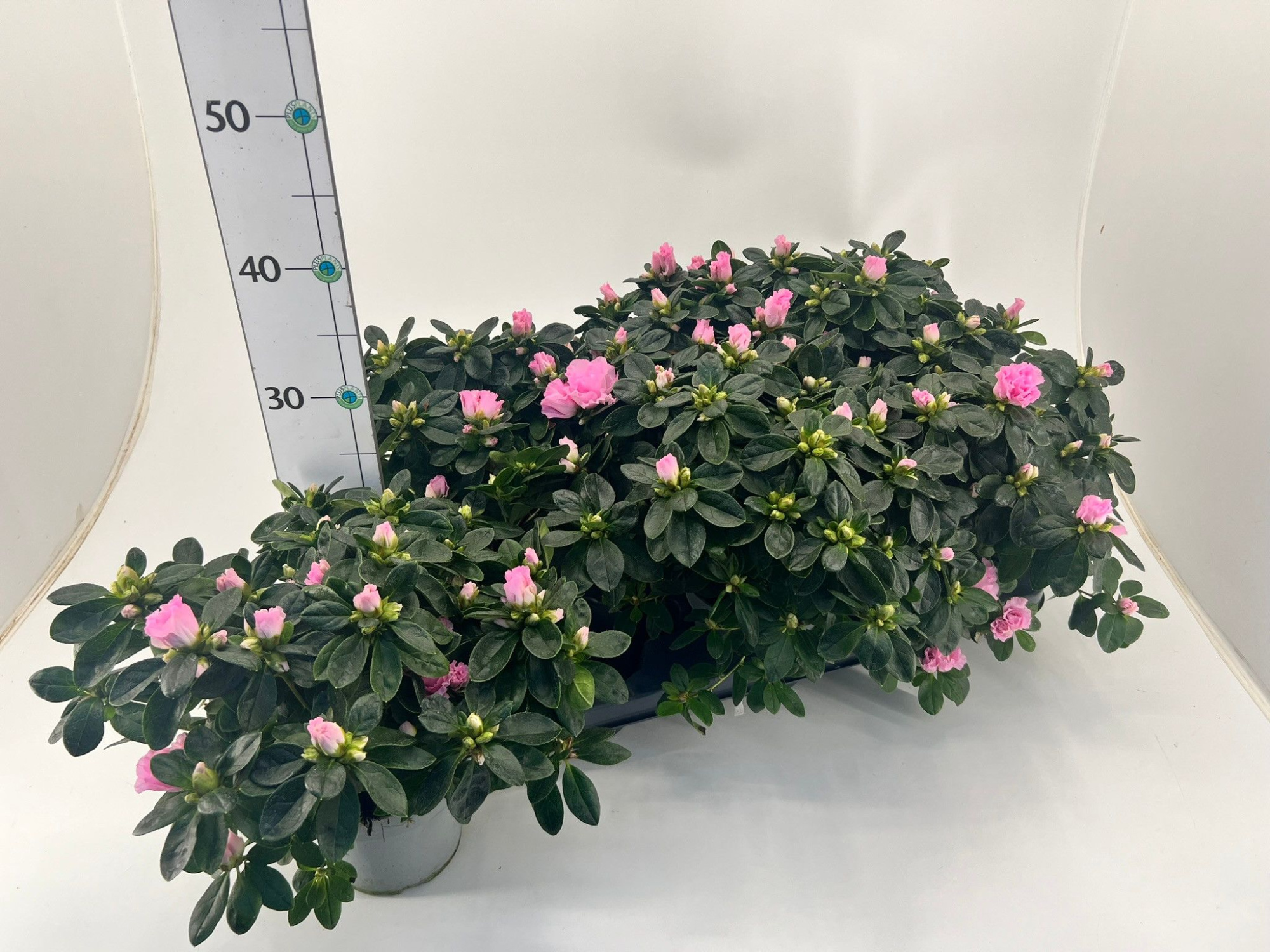 Rhododendron simsii T13 ⌀22-25 light pink, D 13 cm