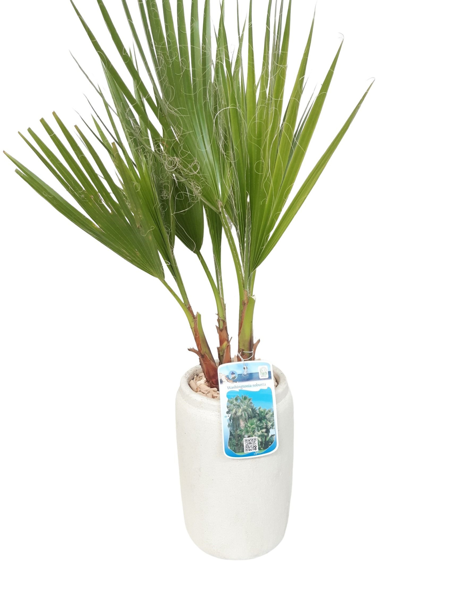 RWV17WR Rude White Vase D17H90 Washingtonia Robusta, D 17 cm