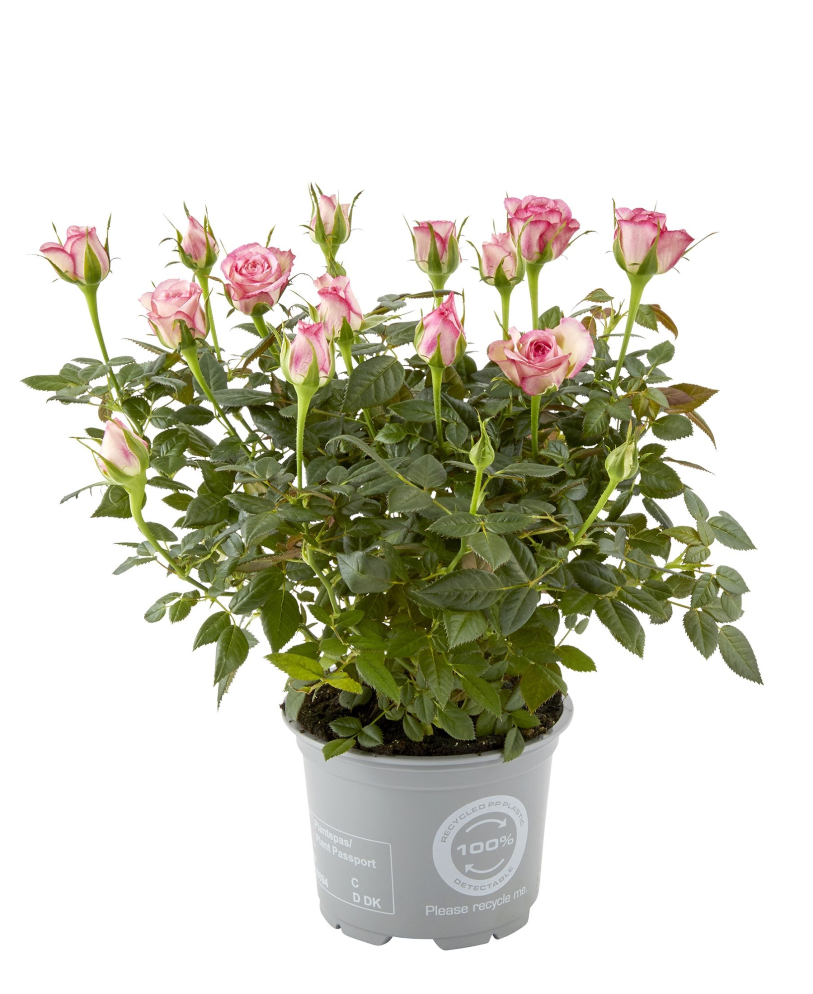 Rosa Carousel Kordana Classic, D 10,5 cm