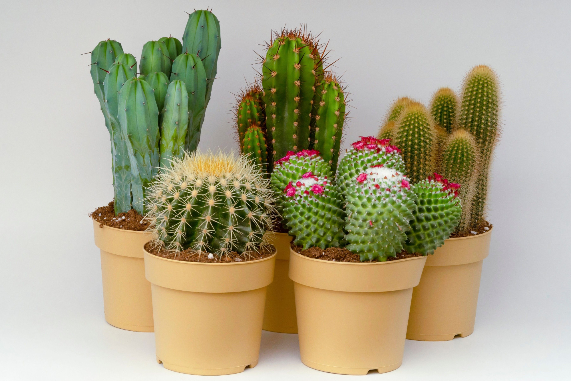 Cactus p17, D 17 cm