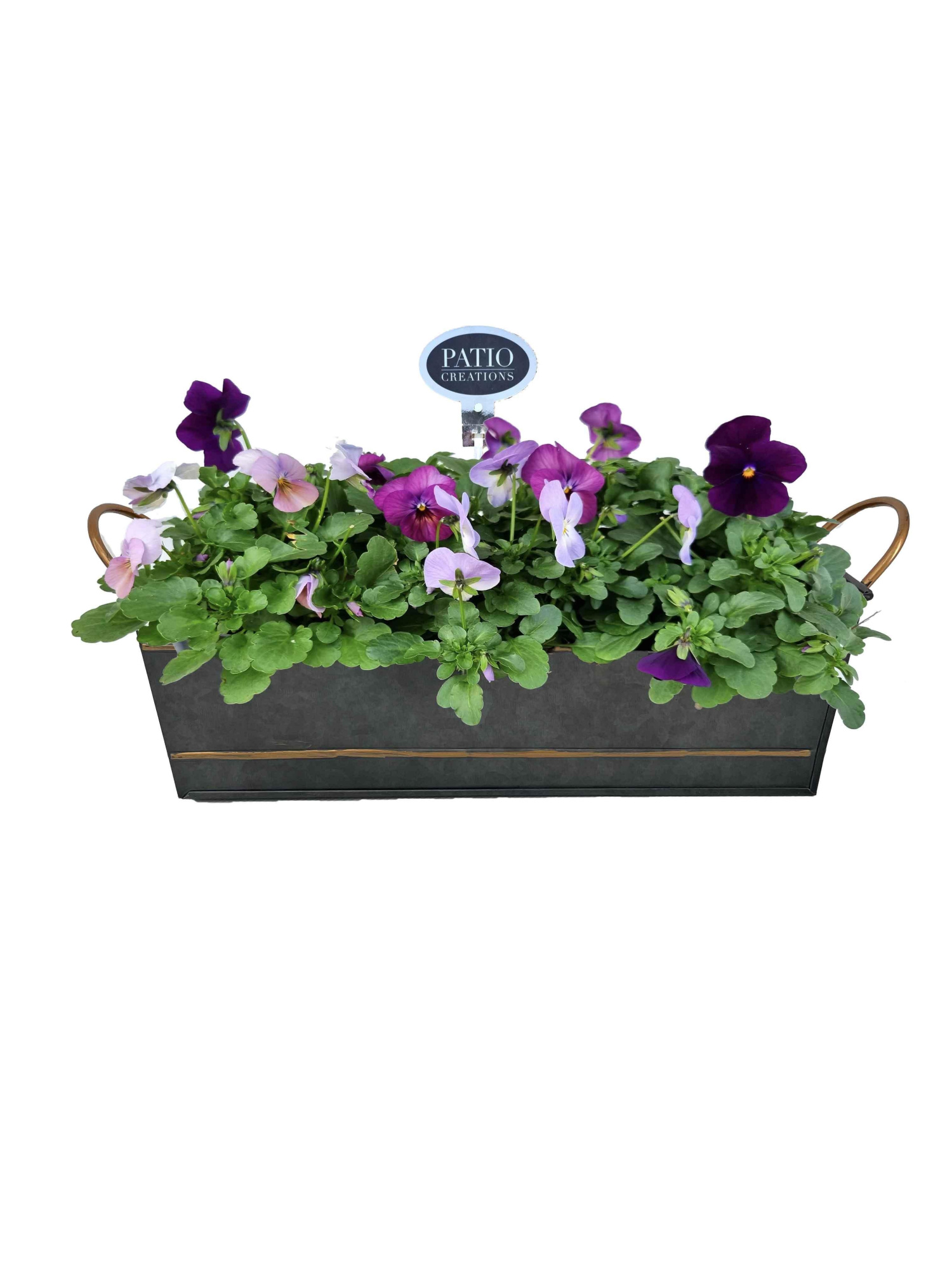 V838-9003 Viola en Narcis Sterre zink M, D 28