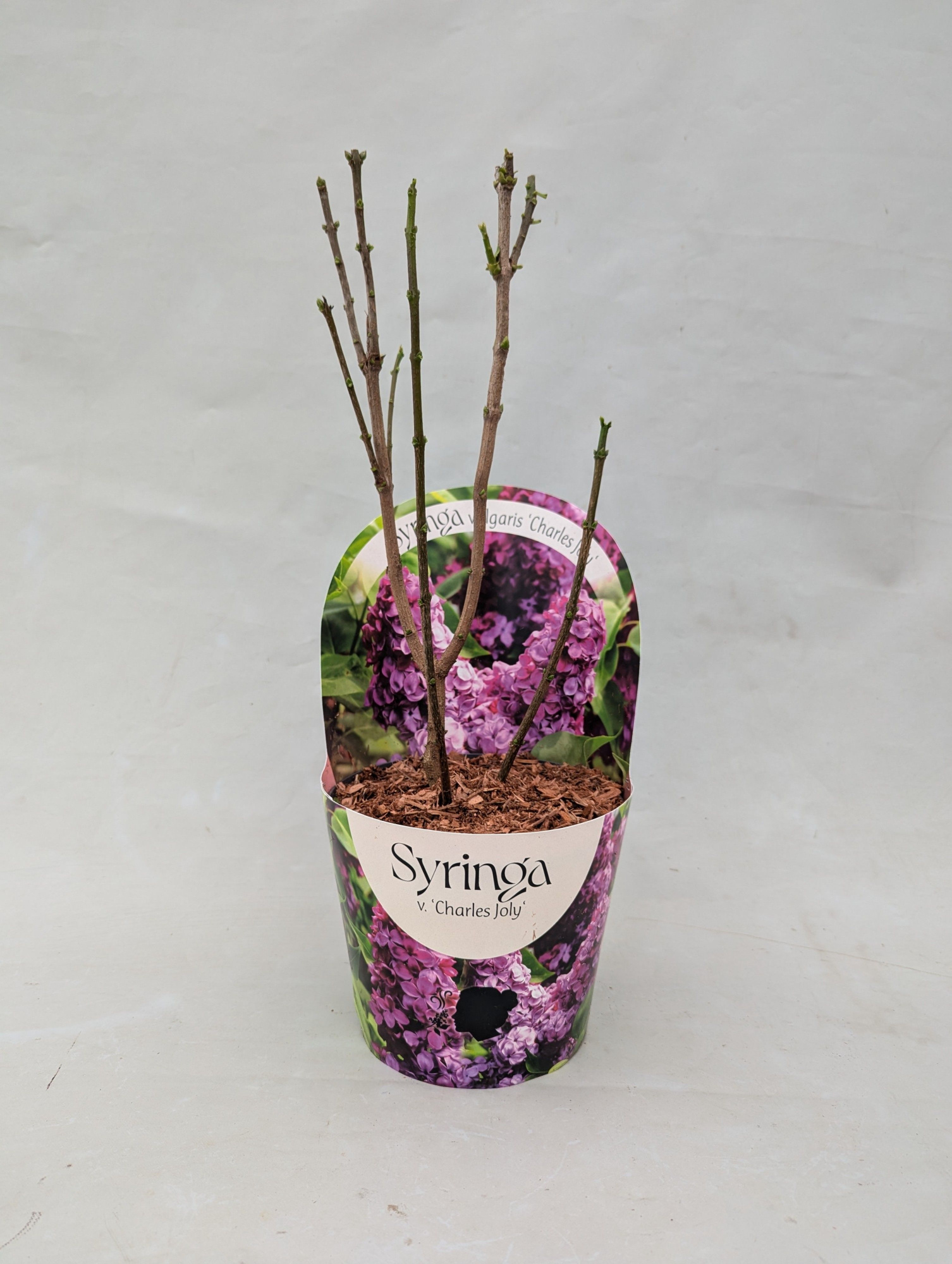 Syringa vulgaris 'Charles Joly' 17 cm in potcover, D 17