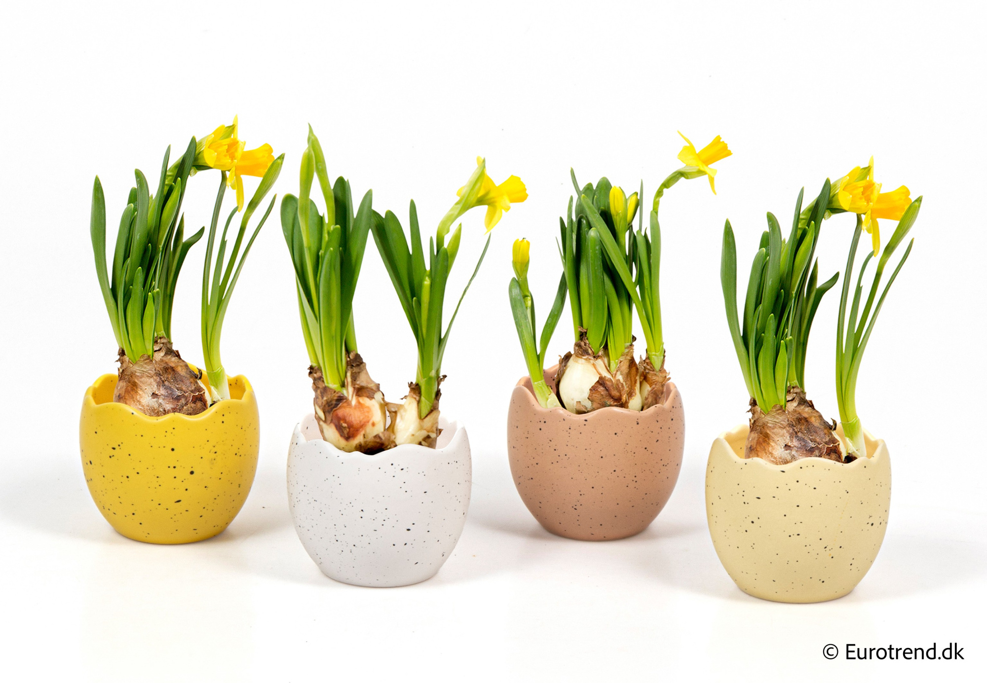 Narcissus in Easter ceramic 2026, D 6