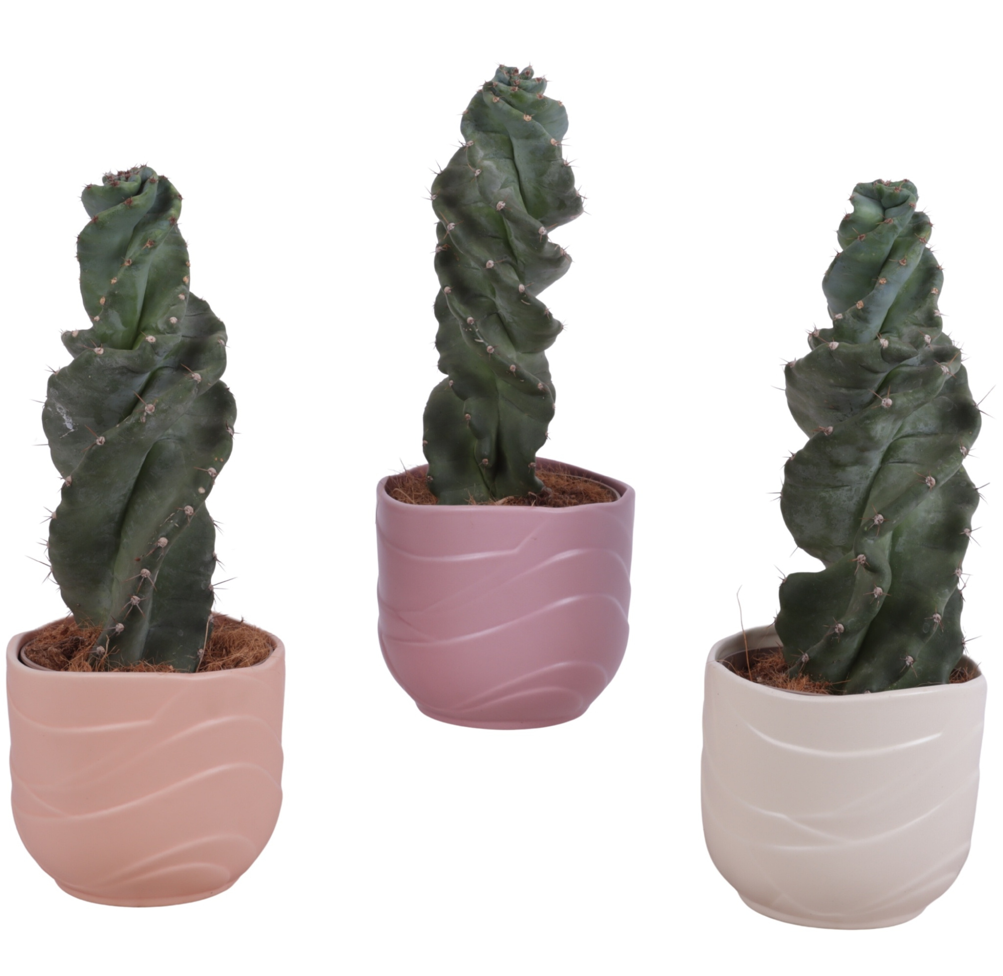 Cactus Cereus Spiralis Ø12cm in Ø14cm Ceramic SE660, D 14